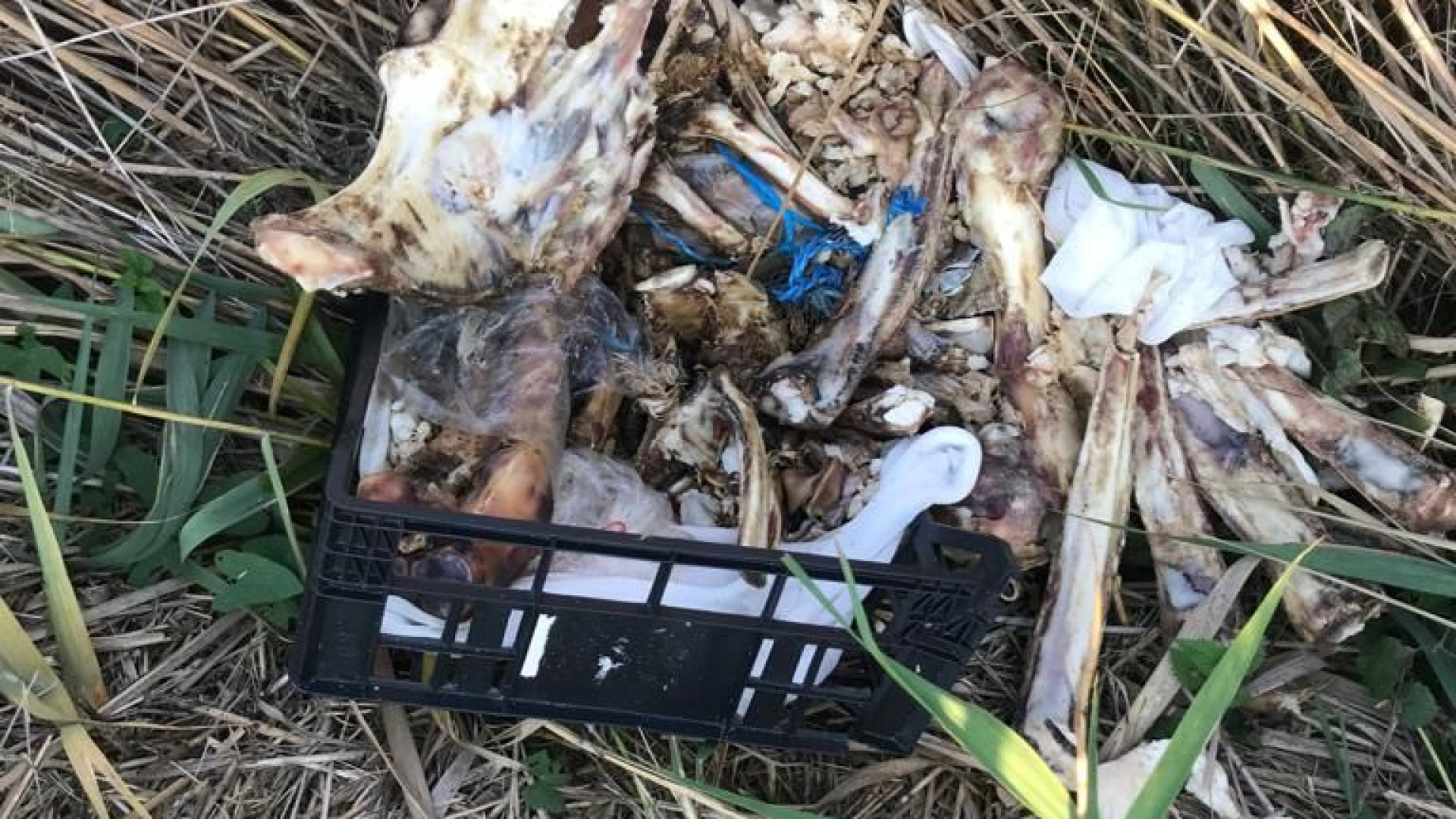 Carcasse di maiali in stato di decomposizione abbandonate nei pressi di Caorso. Carp Fishing rimuove la discarica