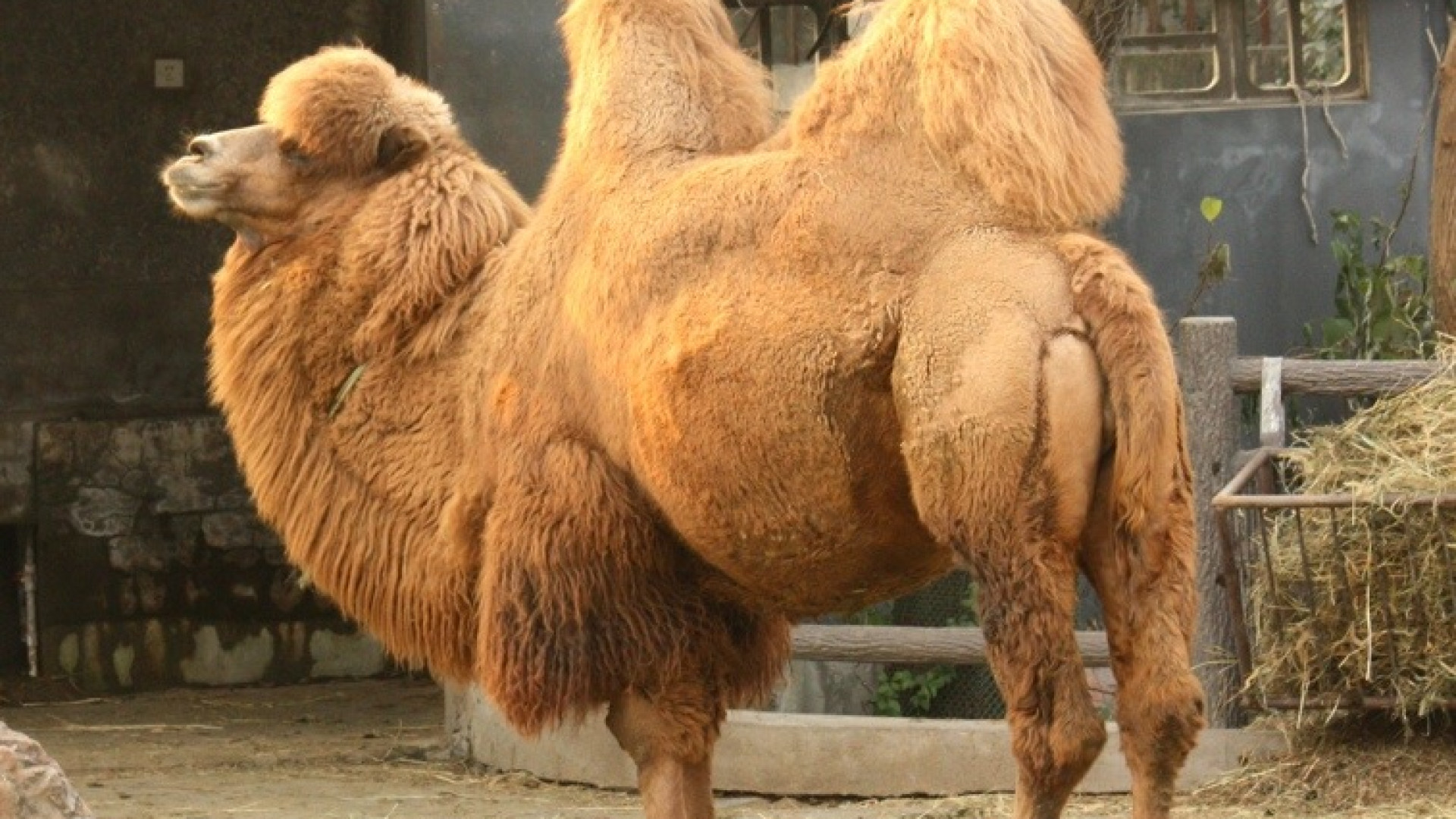 Animali del circo in pericolo, Castelsangiovanni dà assistenza