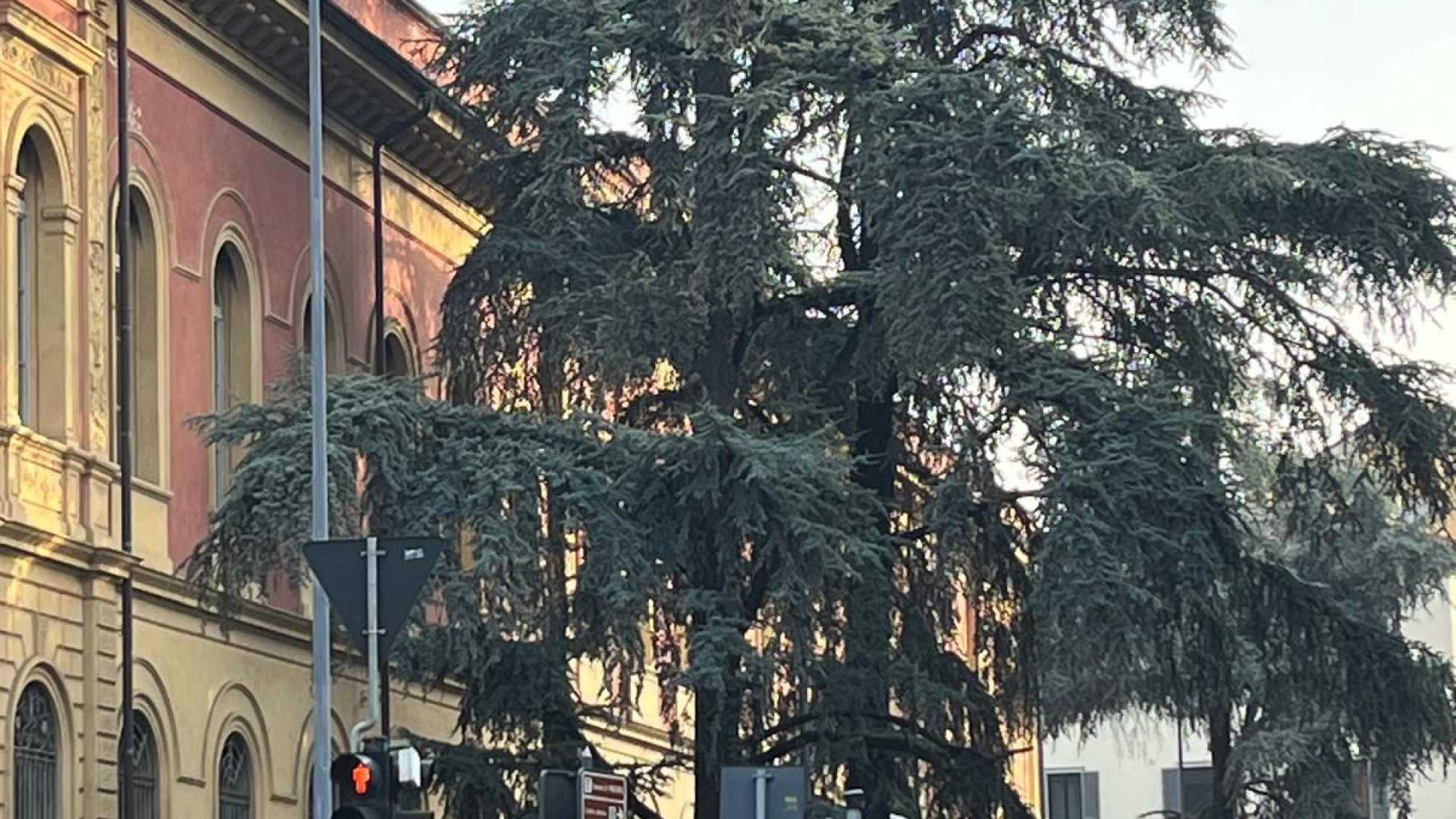 Molti tigli e platani, poche querce: ecco la "popolazione" degli alberi di Piacenza