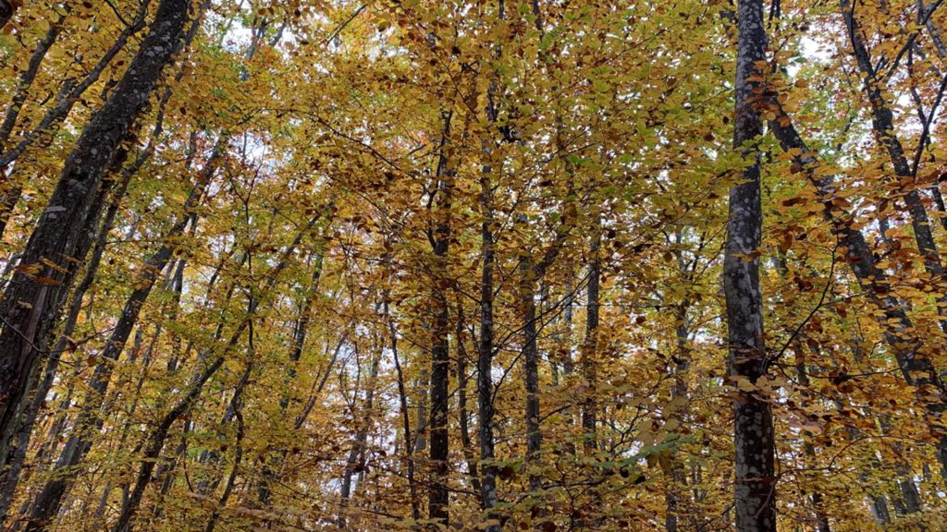 Pensieri in quota. Praticchia, foliage nella foresta incantata. Ma...attenti al cane