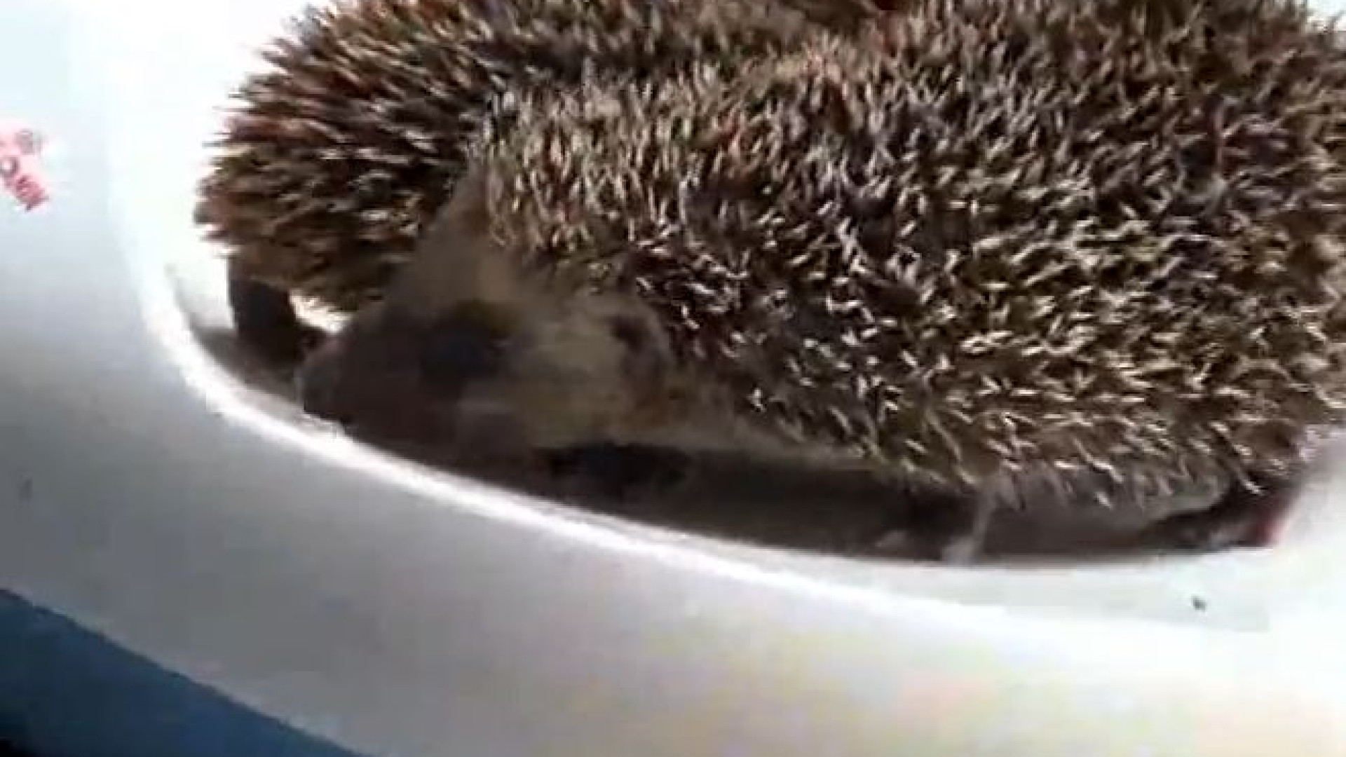 Centro recupero animali selvatici pronto tra un mese. "Emergenza rondini"