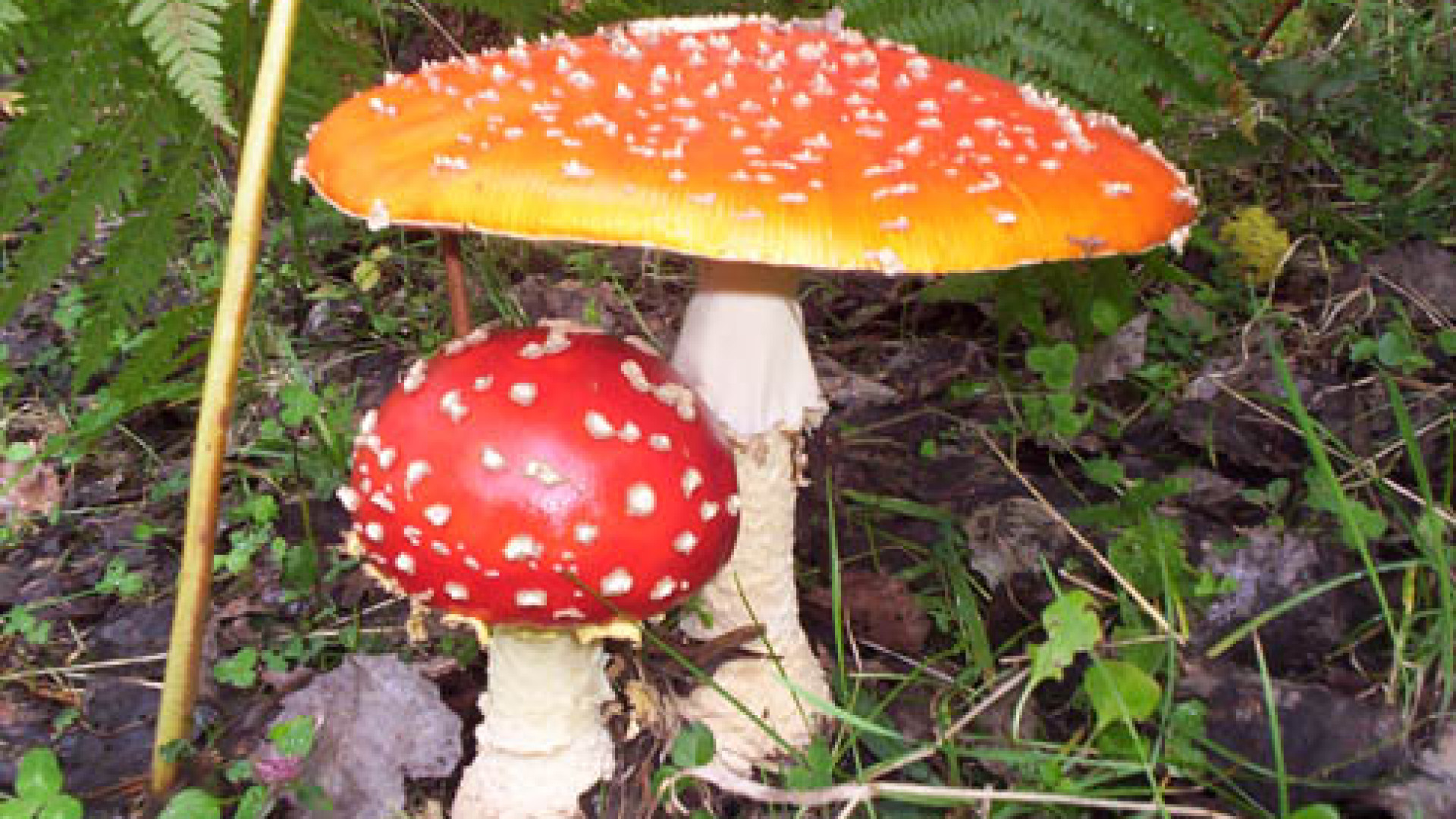 Funghi velenosi: 6 intossicazioni all’anno. I segreti per riconoscerli