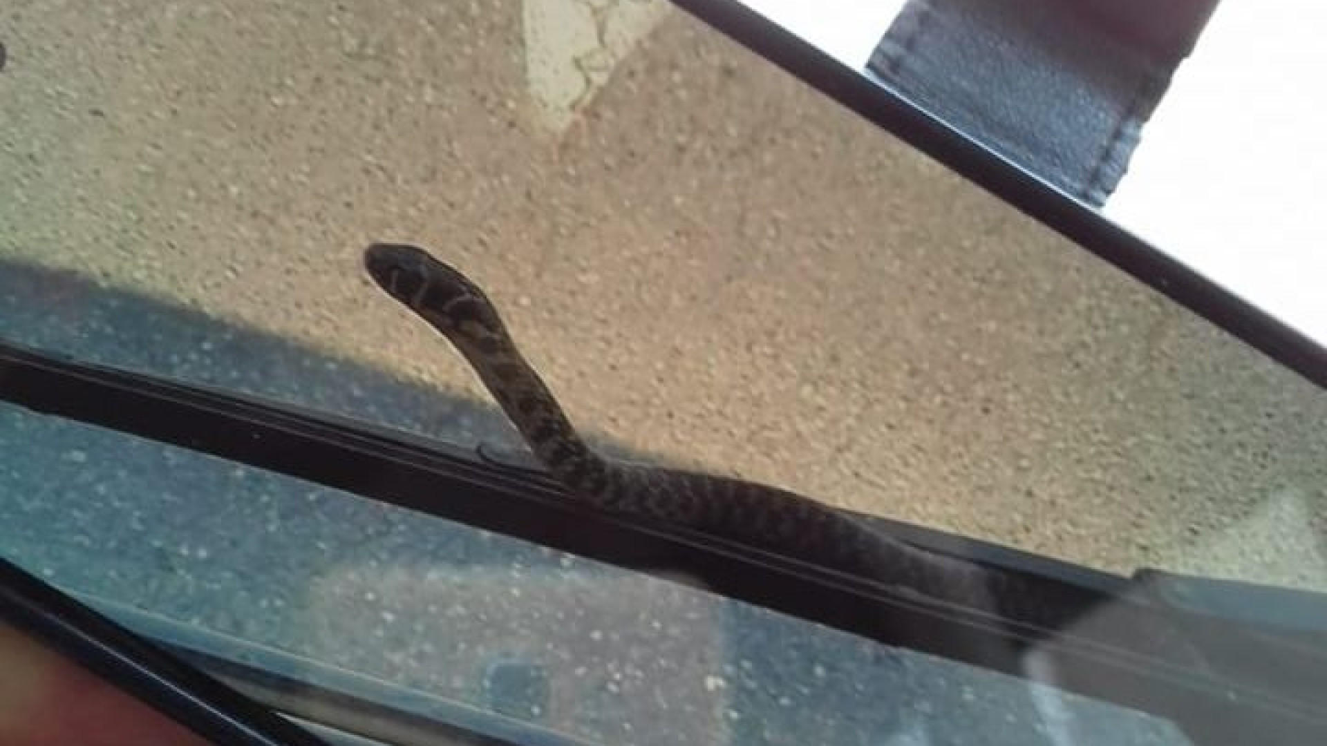 Mortizza, alla fermata del bus cadono bisce dagli alberi. Residenti allarmati