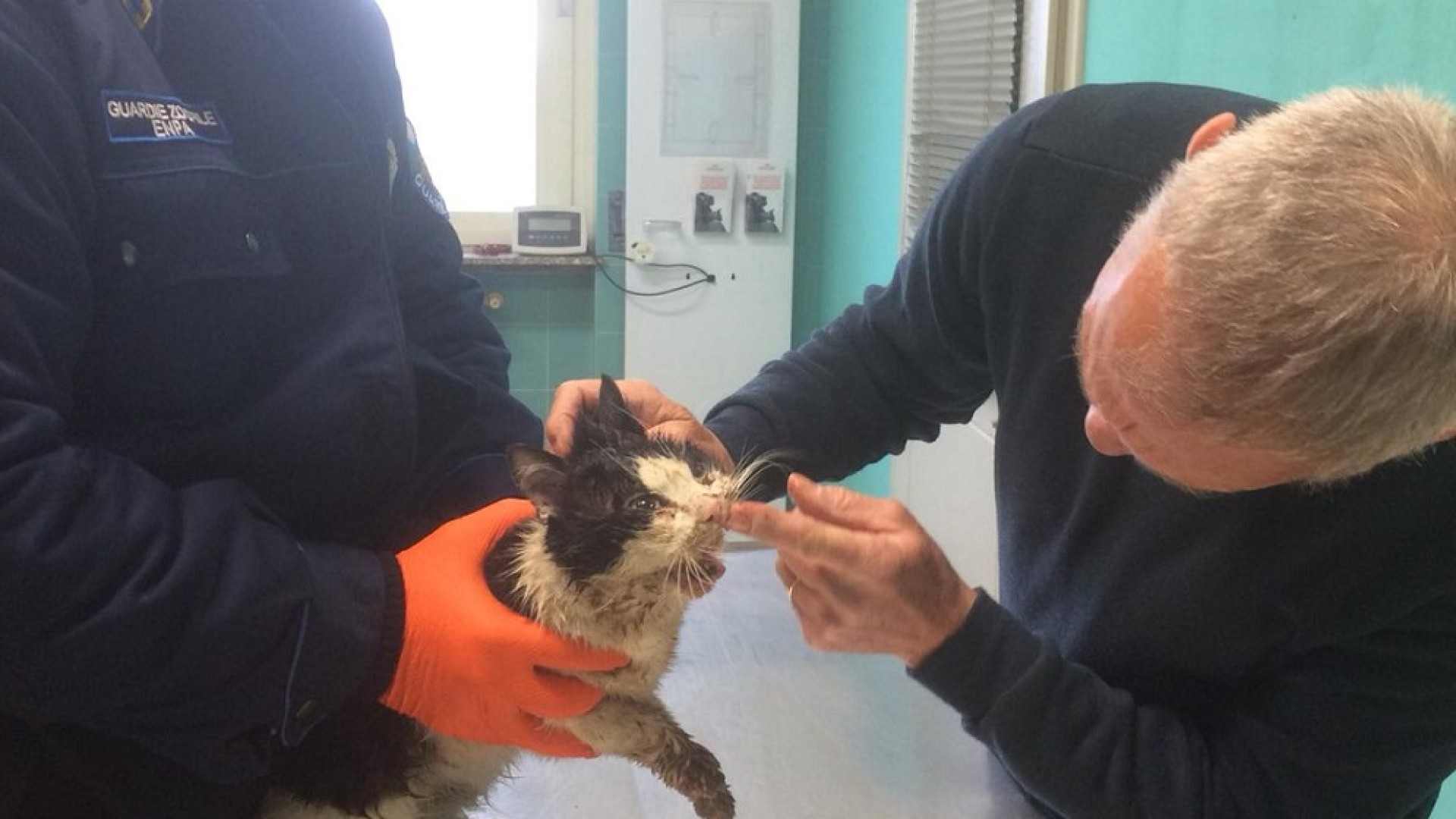 Investito e agonizzante in un canale: gattino salvato dalle guardie zoofile