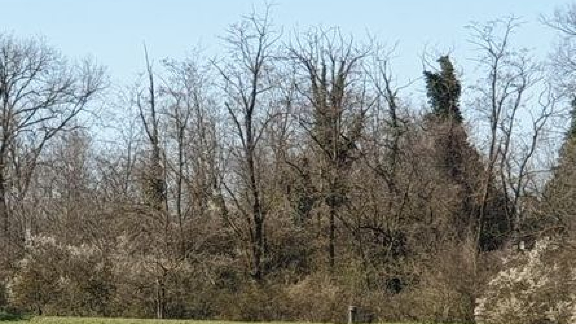 A Piacenza 142mila euro per nuovi alberi. Festa internazionale a Bobbio