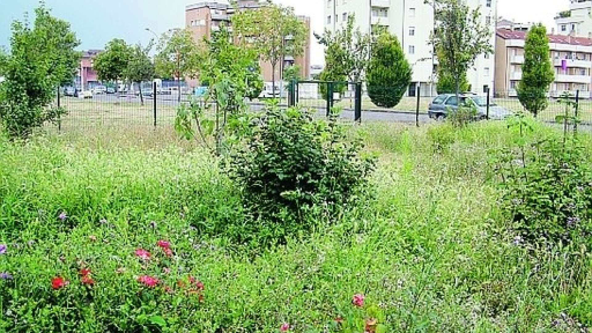 Piacenza sempre più verde: nel 2014 oltre un migliaio di alberi in più