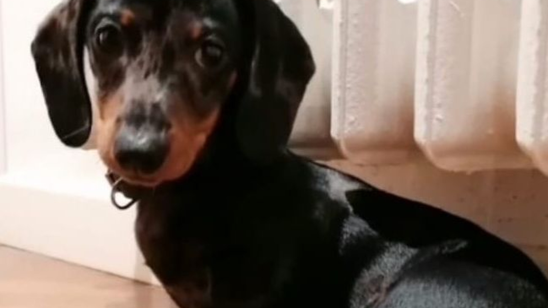 Botti e petardi, un incubo per gli animali: ecco il decalogo per proteggerli
