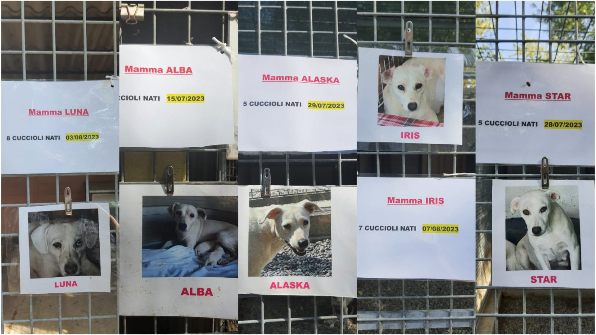 Canile di Fiorenzuola: 42 nuovi cani di cui 27 cuccioli, dopo l'intervento di Enpa