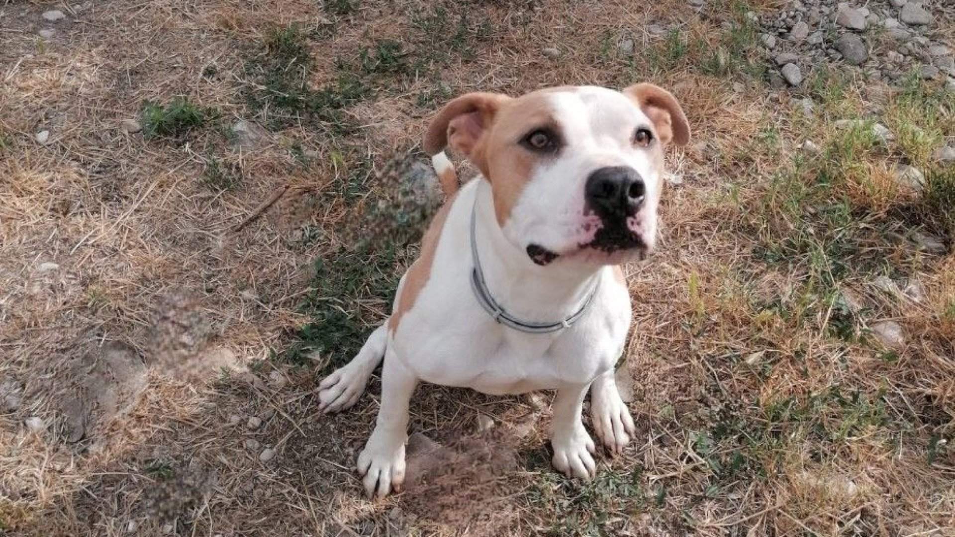 Trova casa Kiwi, un altro cane di Antonino Bellavia. Ora tocca a Falco