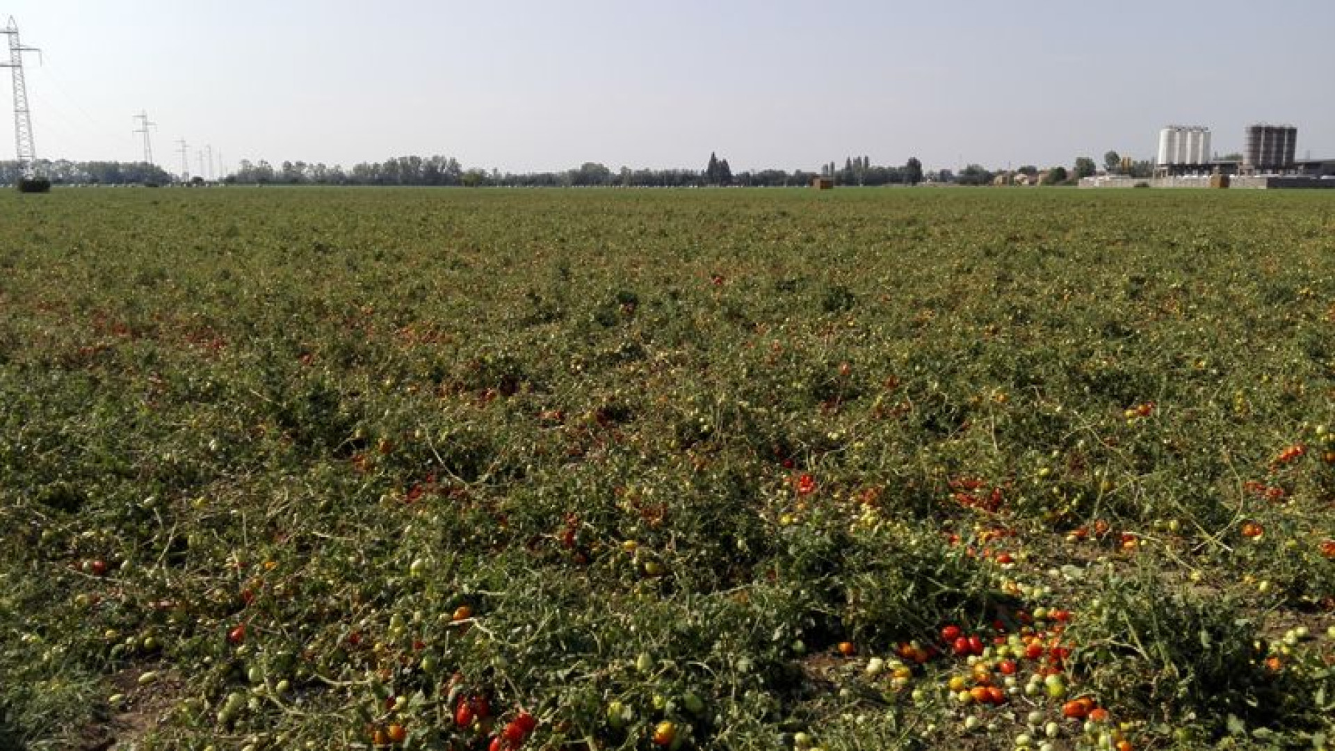 Oltre 70 aziende danneggiate, Alussi: "Da me danni per 80mila euro"