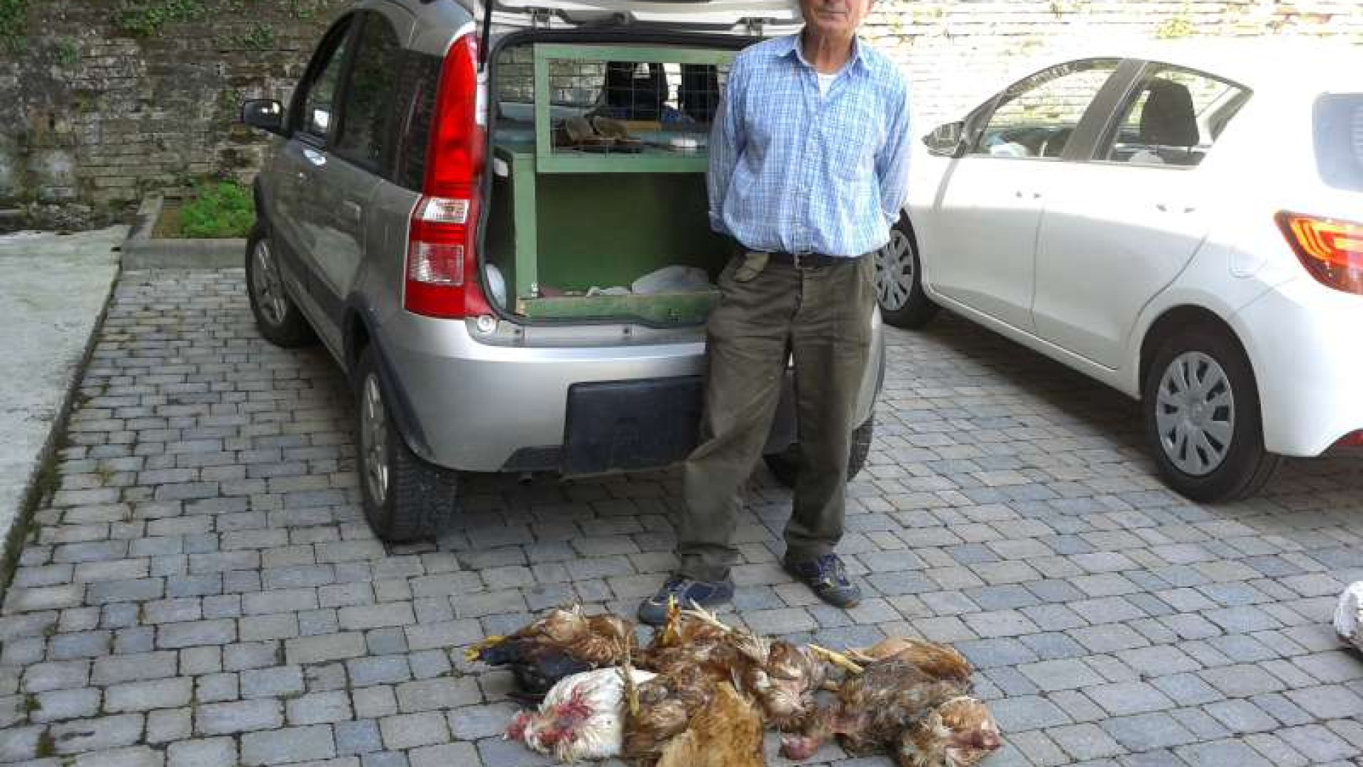 Sarmato, razzia delle volpi in un pollaio: uccise 12 galline