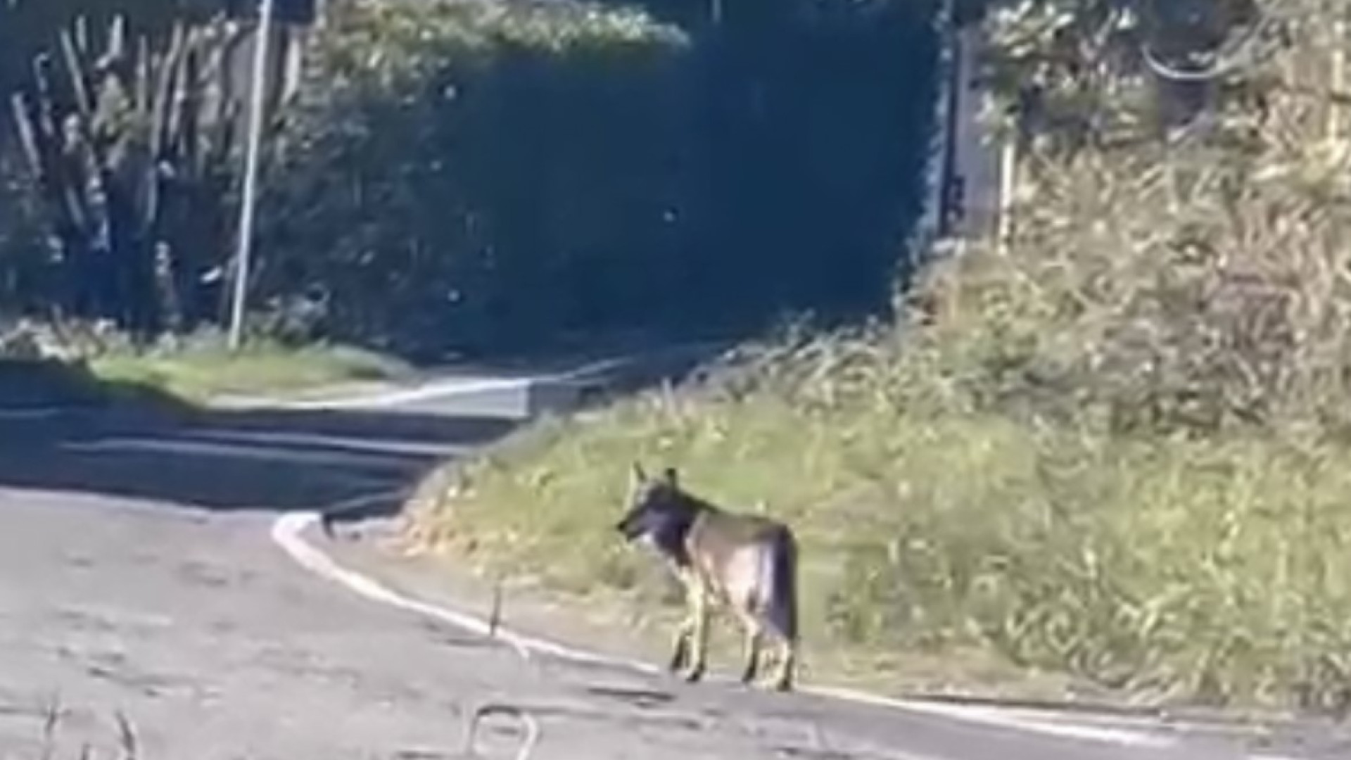 Lupo indisturbato a spasso tra le case di Niviano. Ripreso in pieno giorno