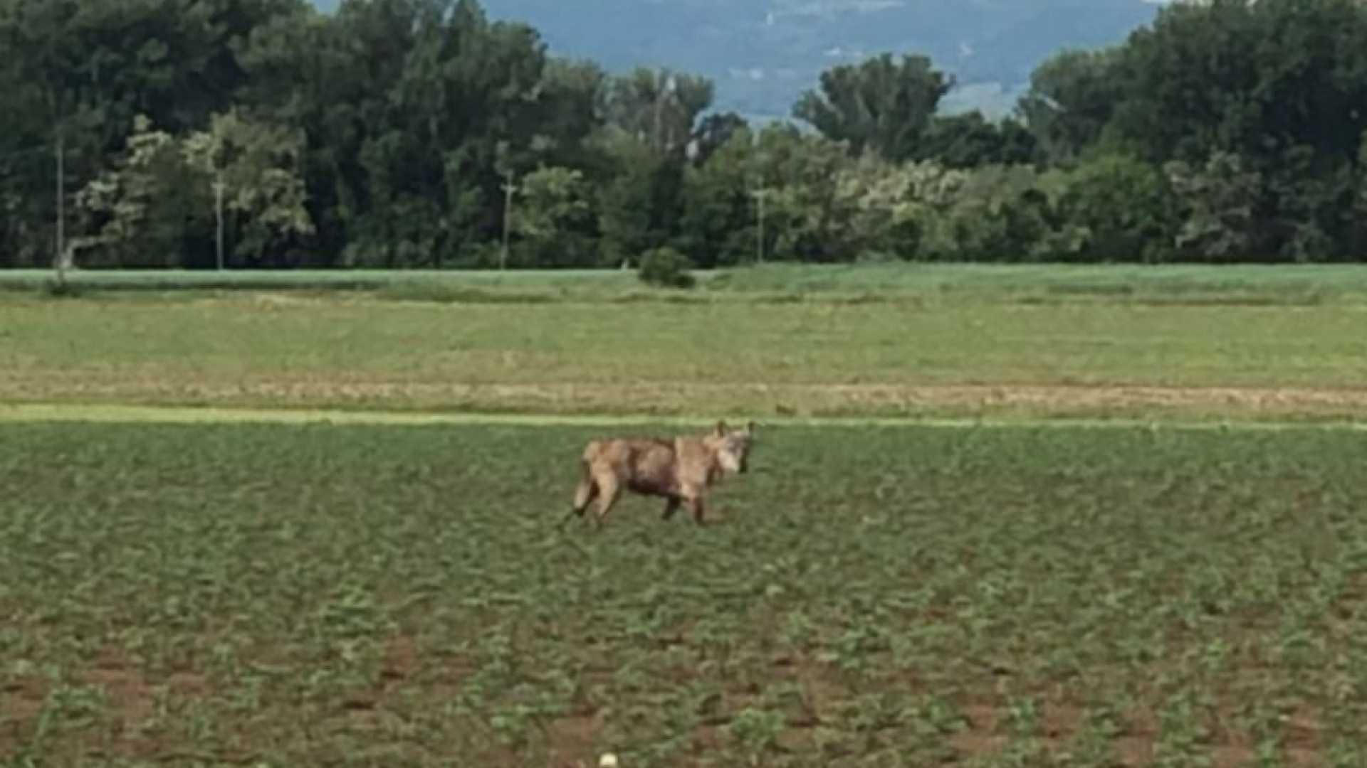Lupo avvistato nei dintorni di Valconasso. Ecco la corsa nei campi VIDEO