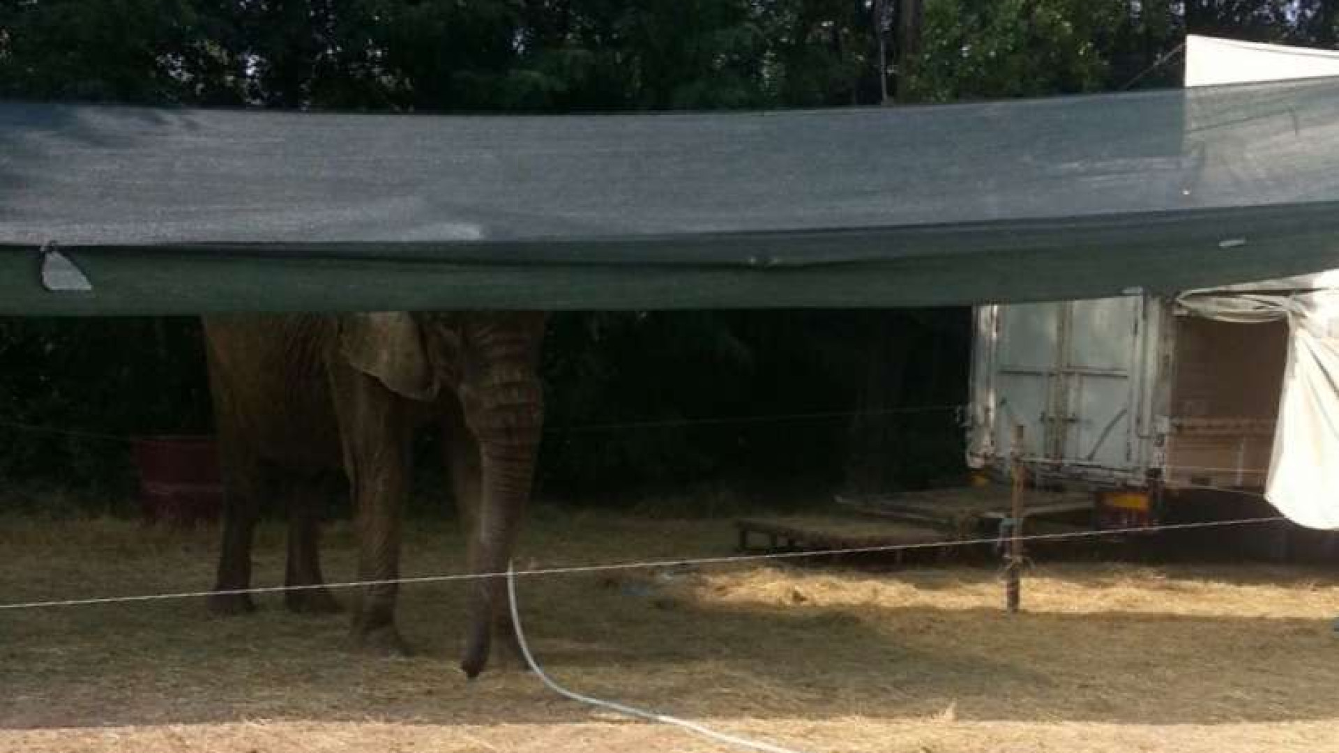 Pianello, l'elefantessa del circo ha bisogno di cibo: appello per la raccolta