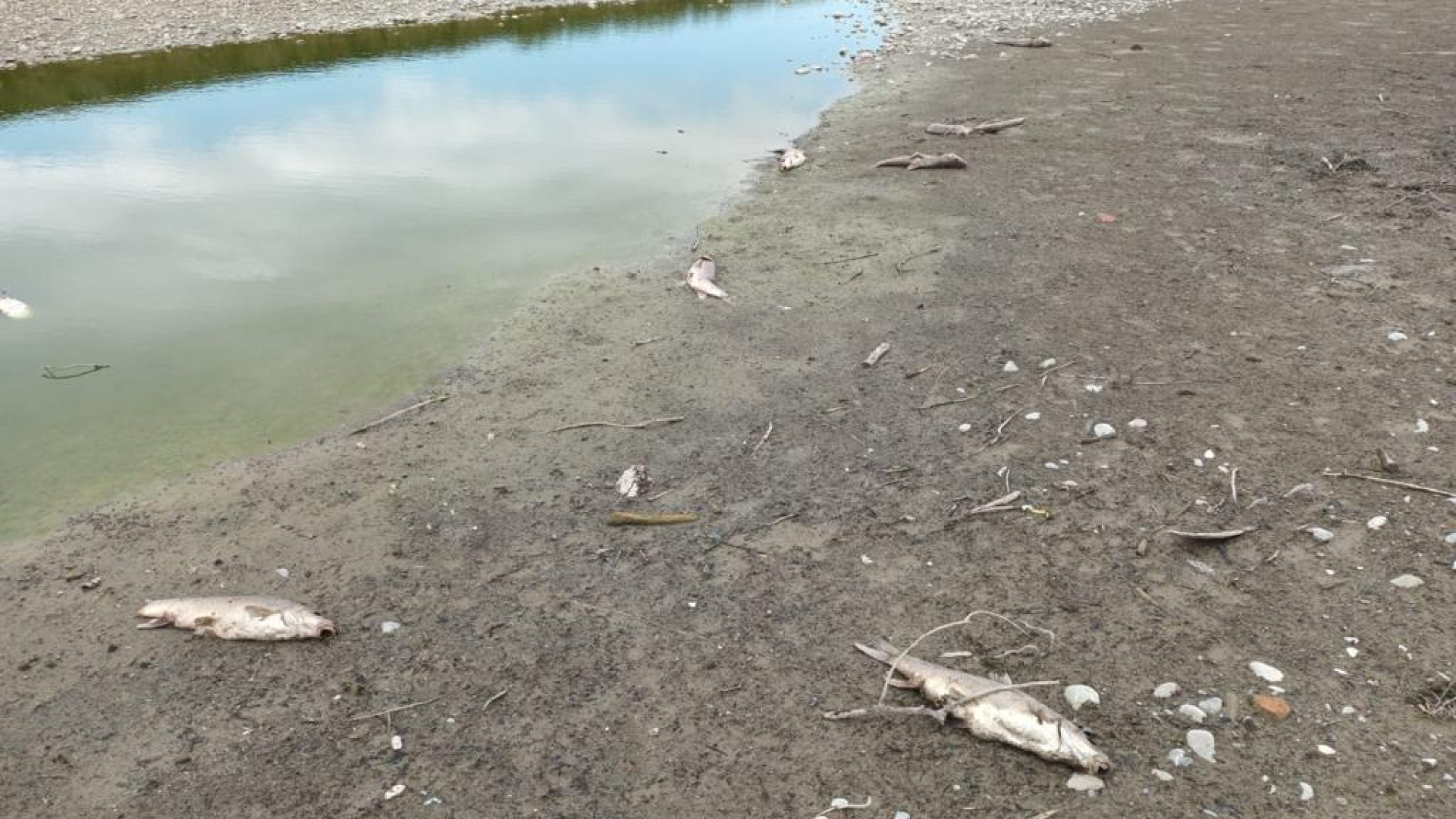 Moria di pesci in Trebbia a Sant'Antonio. "Si tratta di barbi, allertata Arpae"