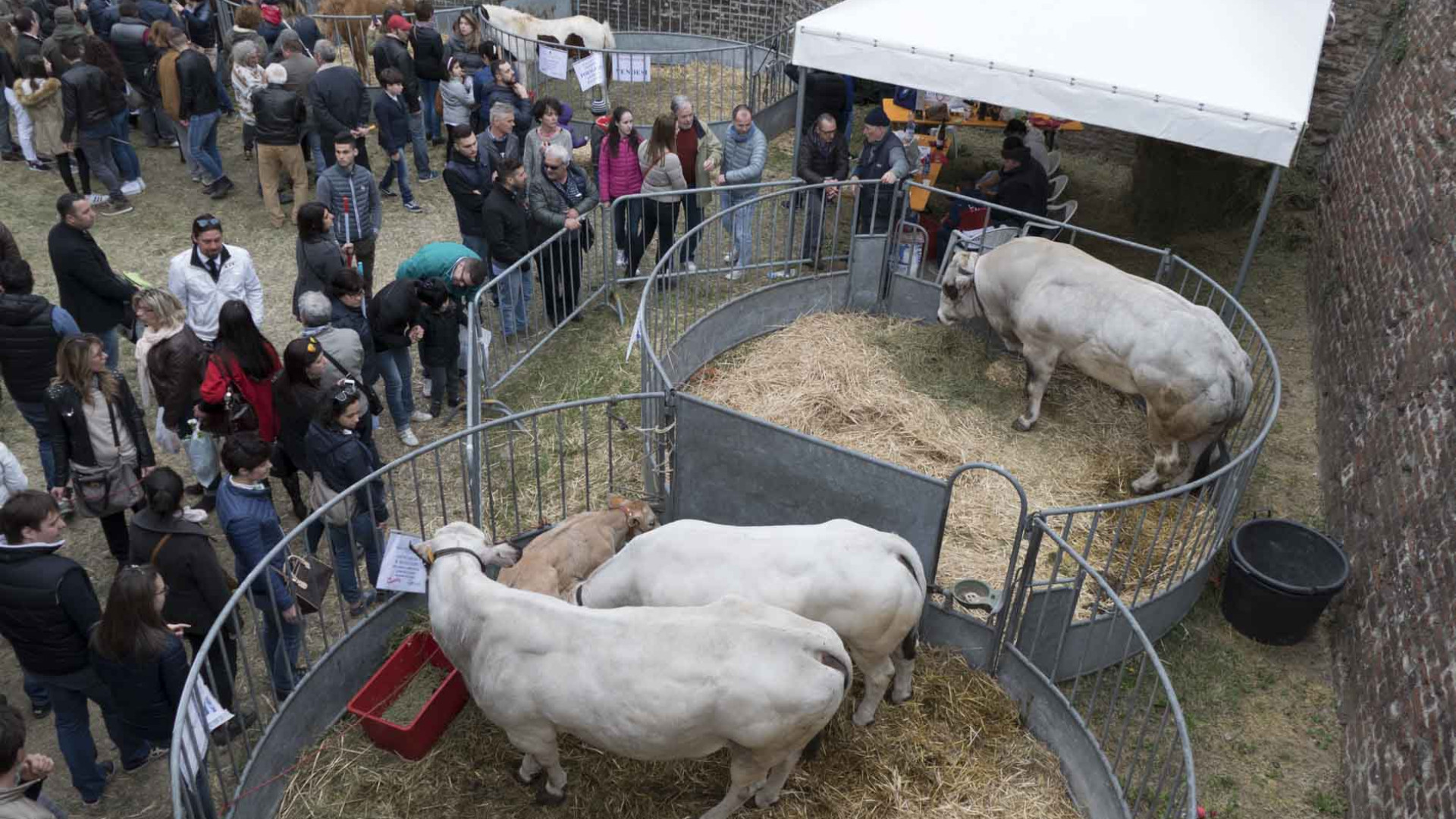 "La rassegna degli animali costa troppo": polemica in consiglio a Borgonovo