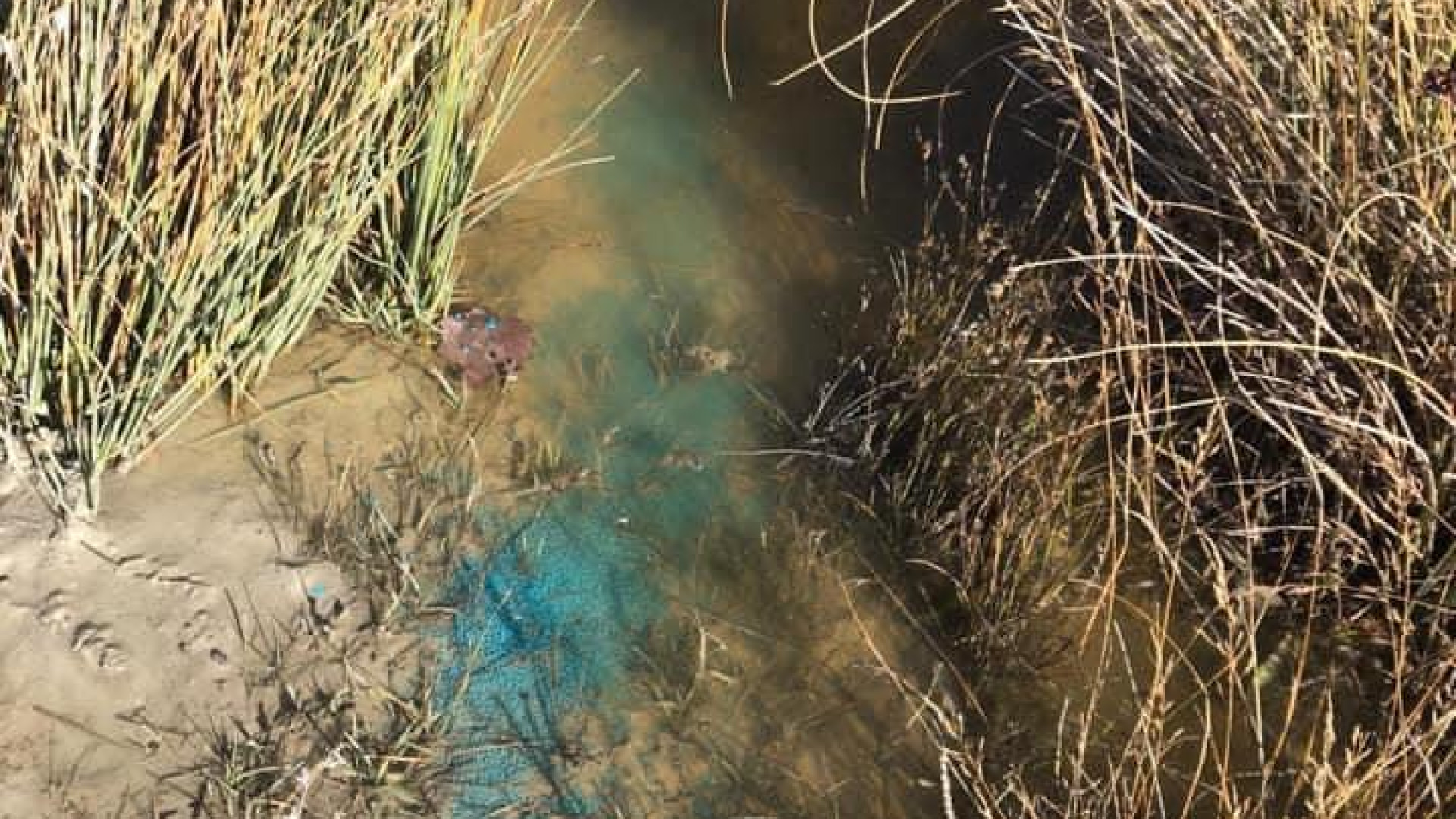 “Liquido tossico nelle pozzanghere, pericolo per gli animali”