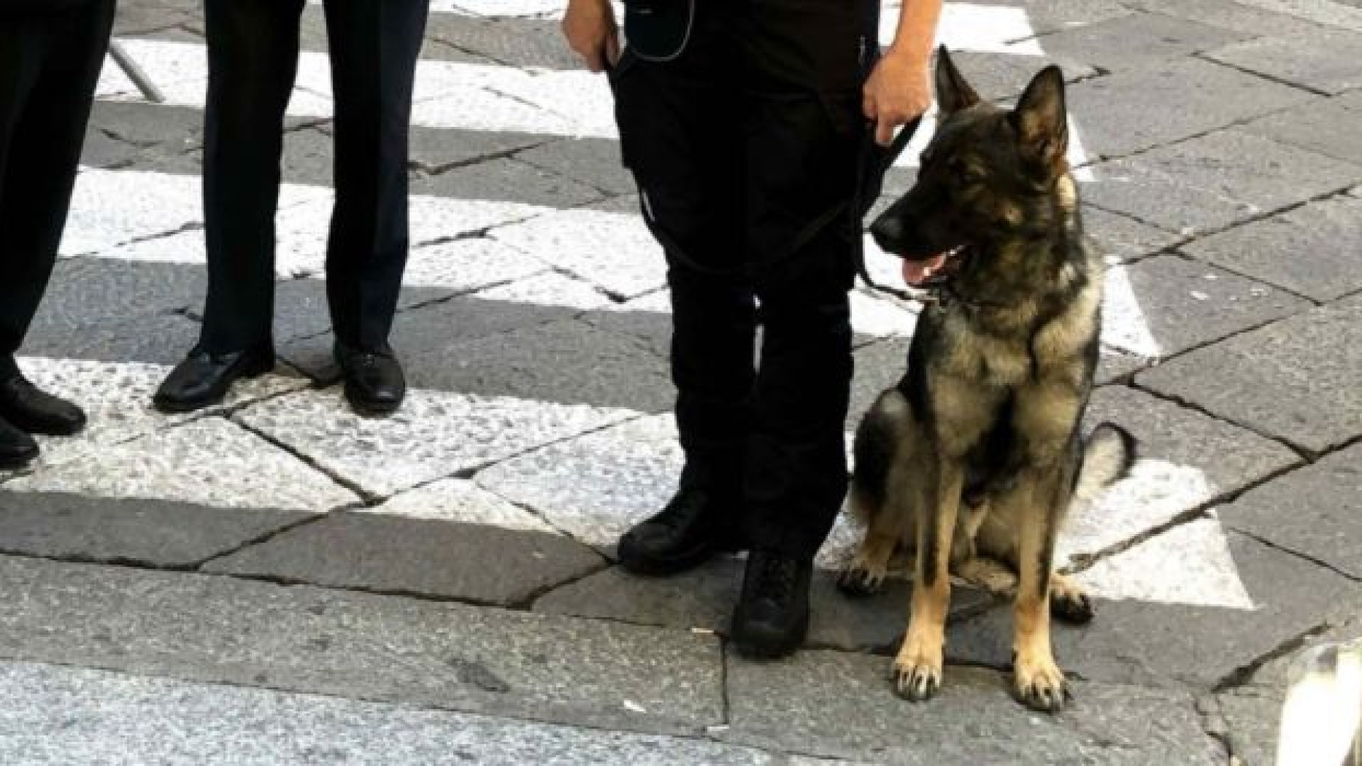Enpa a difesa di Ector: "Tante falsità sul suo conto, dalla salute alle spese folli"