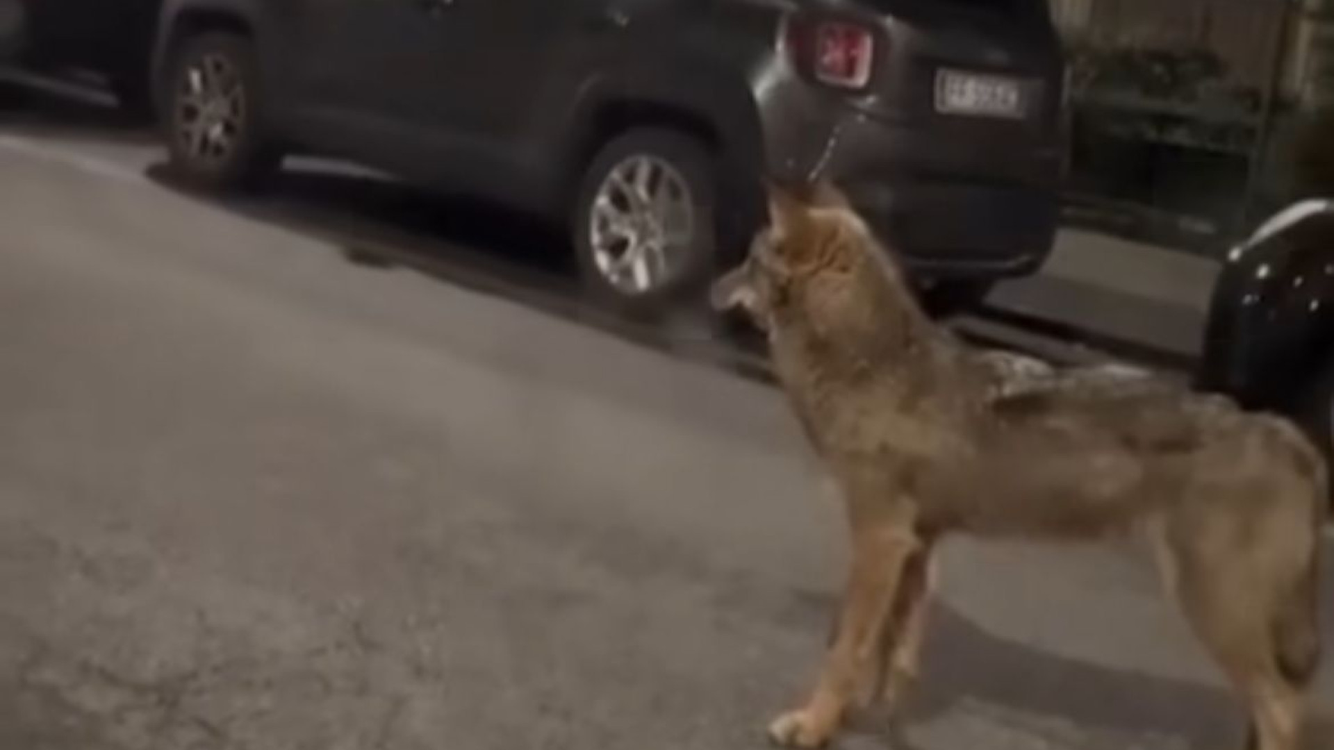 Seconda notte in città per il lupo, avvistato tra via Bianchi e la Besurica