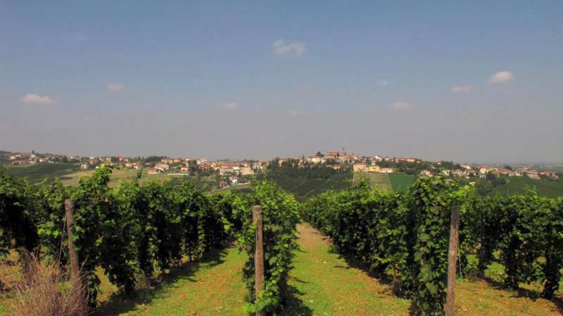 Vino, vigneti e terreno: la Cattolica capofila di un progetto europeo