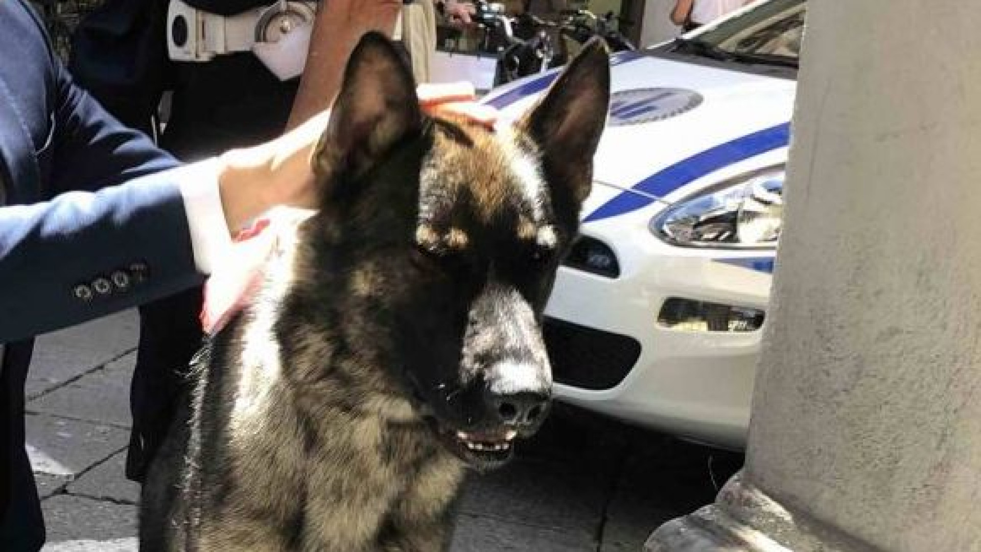 Il sindaco: "La polizia locale non avrà una nuova unità cinofila". Lega: "Un errore"