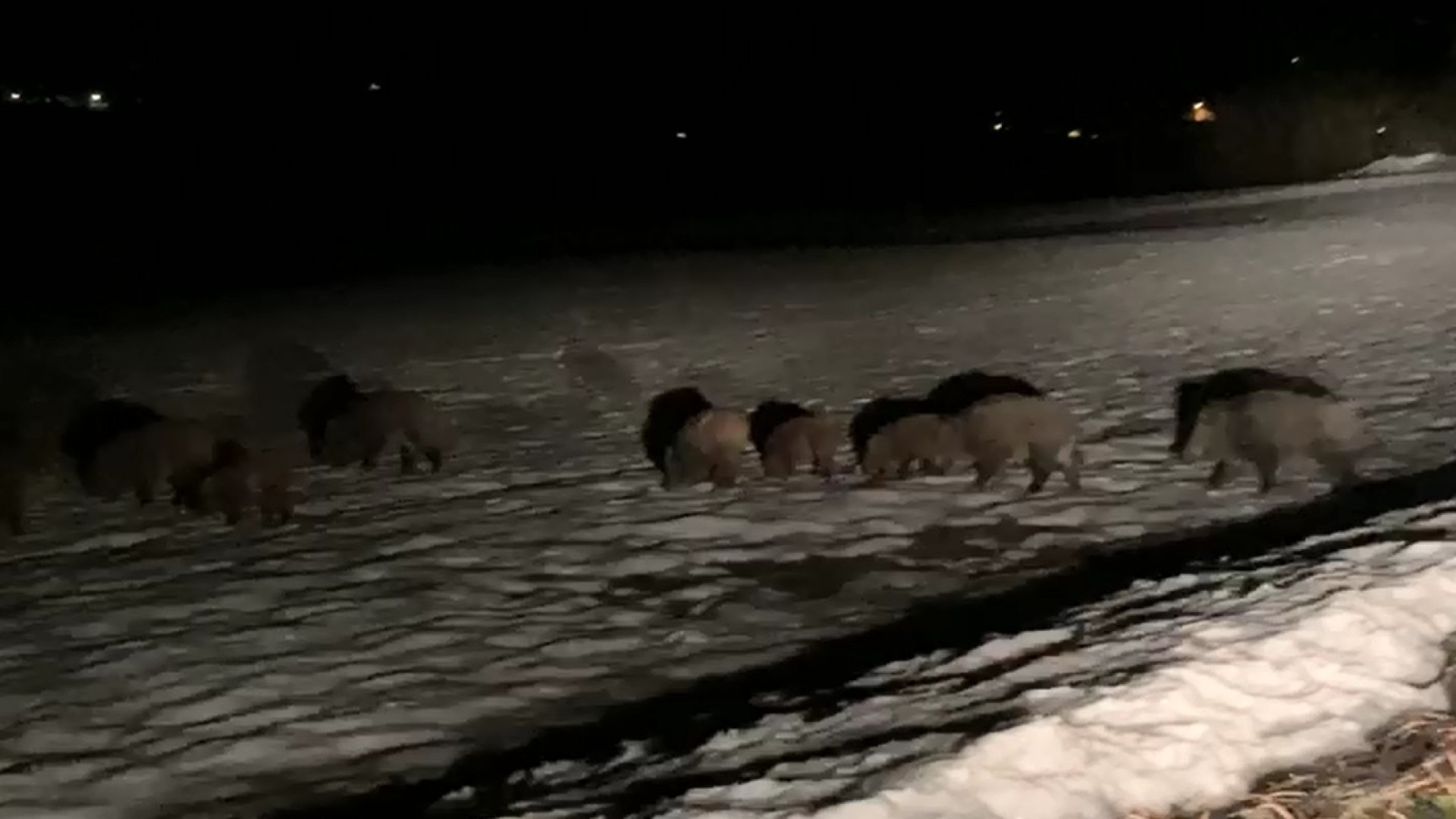 Branco di cinghiali attraversa i campi innevati di Momeliano IL VIDEO