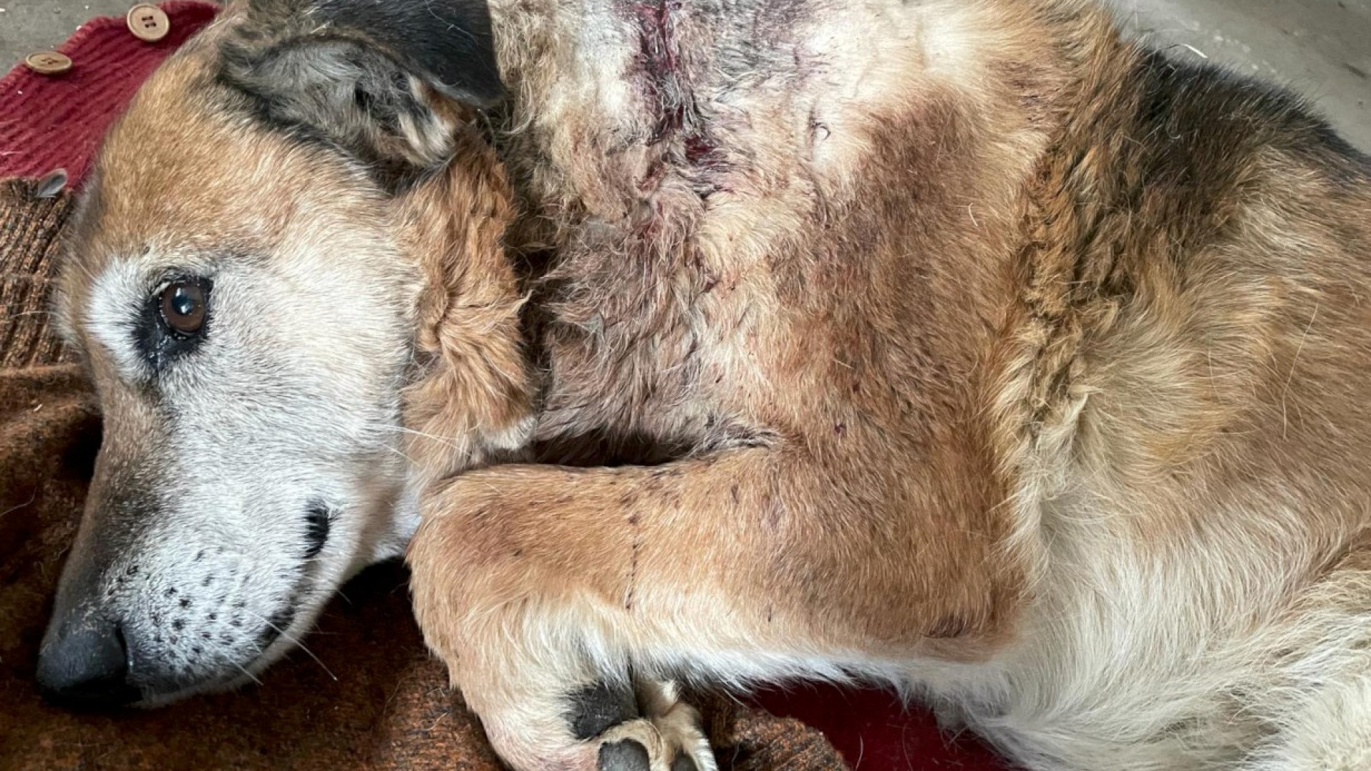 A Pradovera cane azzannato da un lupo viene salvato dai padroni: "Terrorizzati"