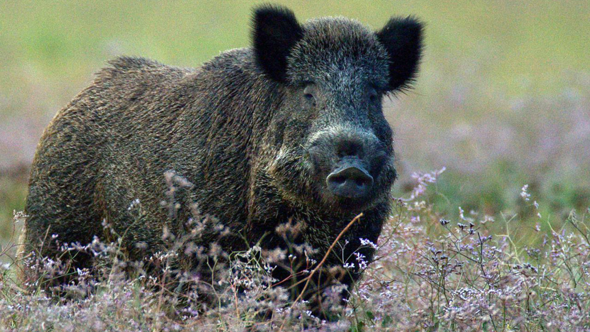 Scontro con un cinghiale, auto distrutta per il presidente dell'Anga