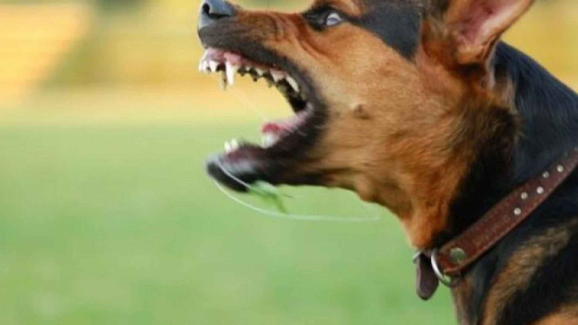 Prova ad interrompere la lotta tra cani: 15enne finisce al pronto soccorso