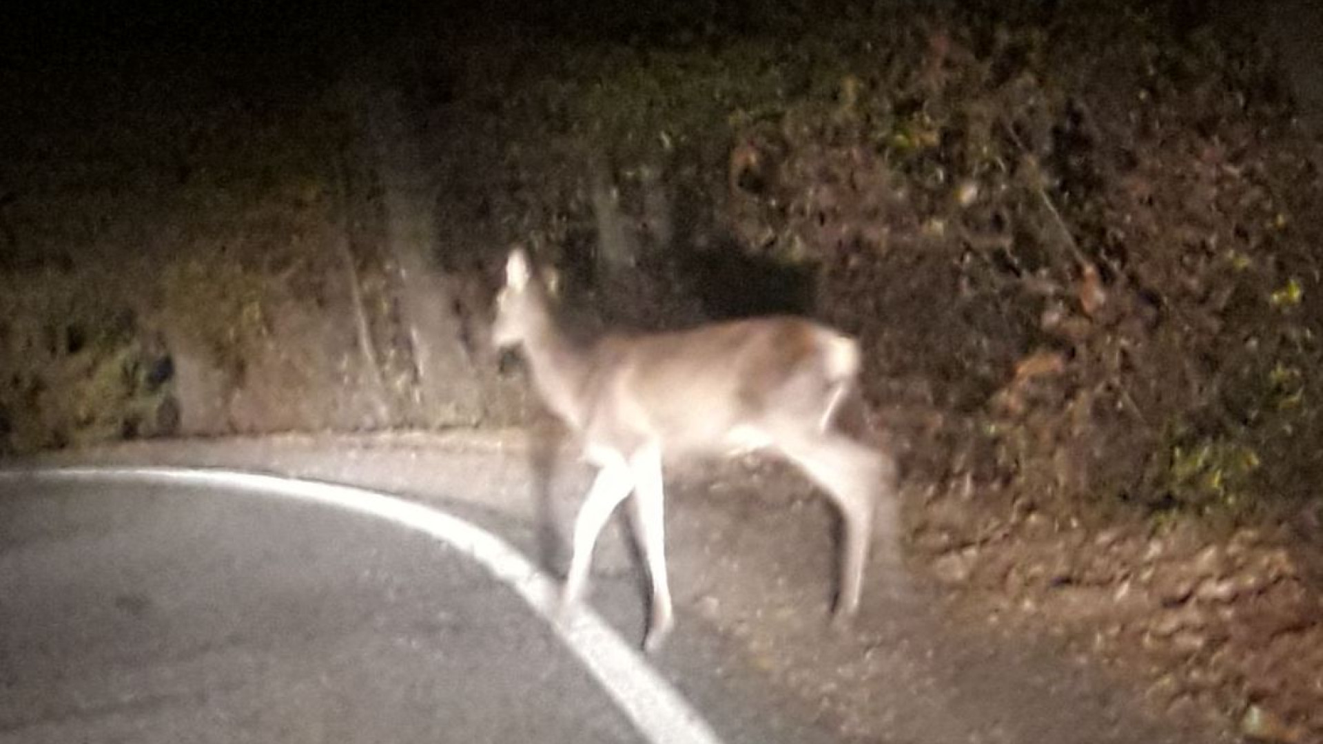 Capriolo al campo da rugby di corso Europa, un altro investito a Celleri