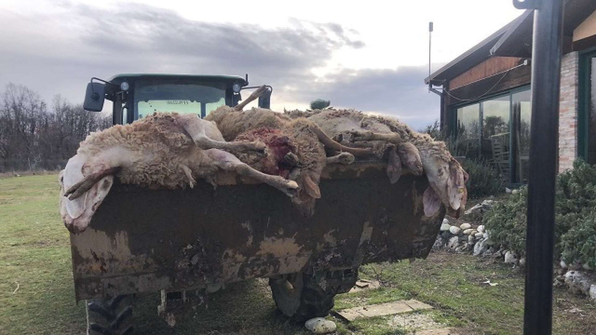 Cortina di Alseno, assalto all'ovile: sbranate dai lupi oltre una decina di pecore