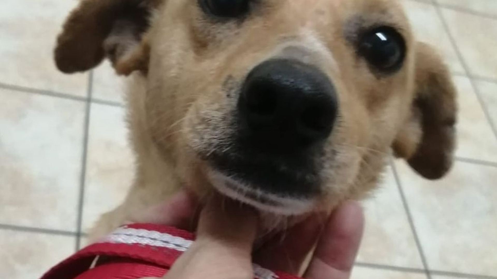 Rosy arriva a Piacenza dalla Calabria in cerca di affetto, ma si perde. "Aiutateci"