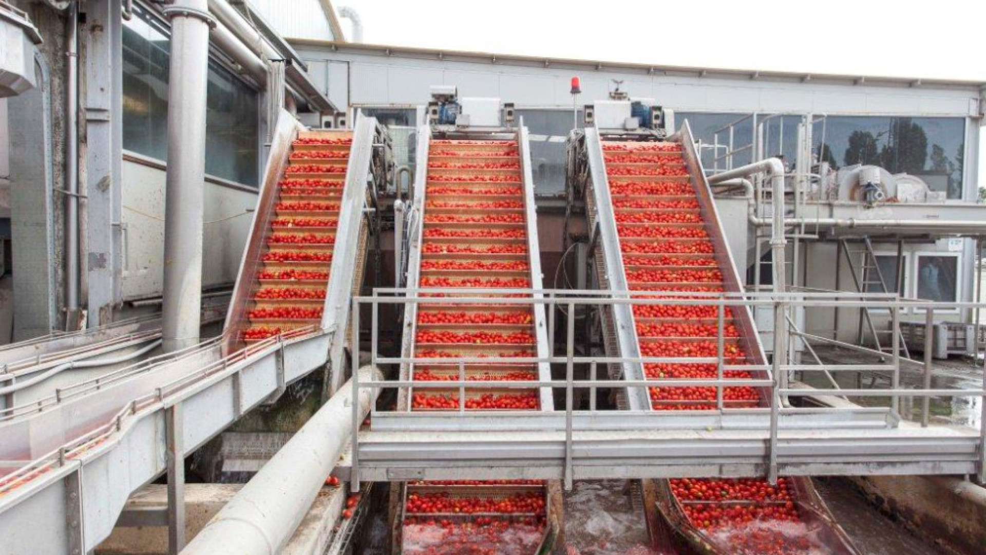 Al via la campagna del pomodoro: "Prodotto di qualità nonostante la crisi idrica"