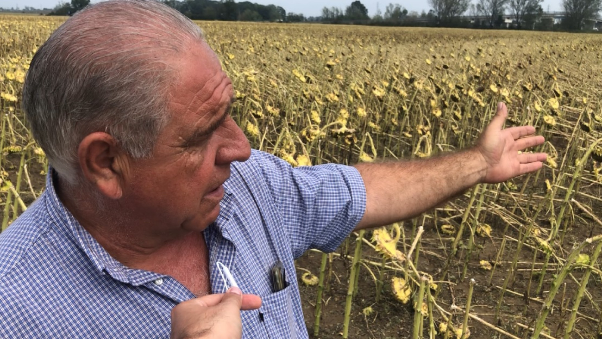 Val d'Arda, agricoltori disperati: "Colture azzerate dal maltempo, danni enormi"