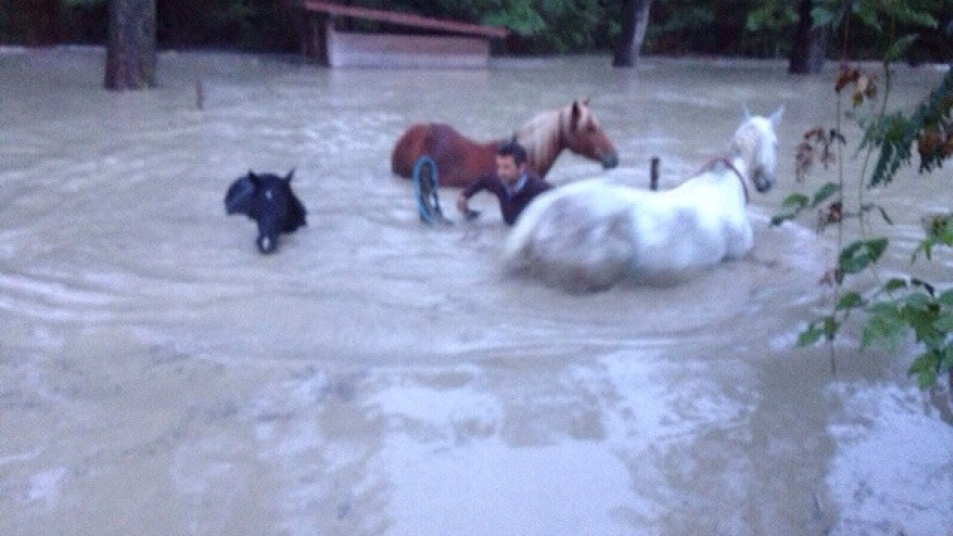 A Croara salvati i cavalli: “Alcuni con l’acqua alla gola”. Il video