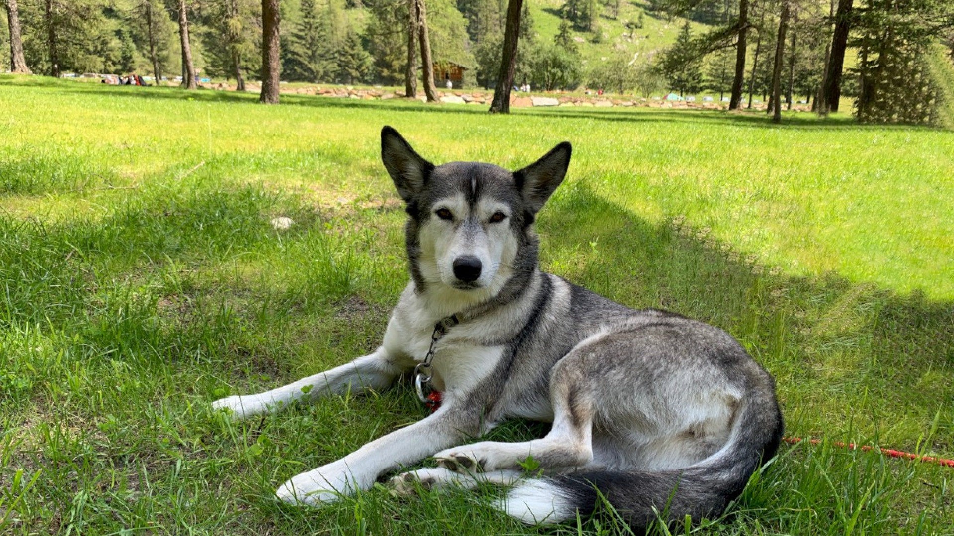 Fedeltà e fiuto, è la Giornata del cane: "Impegnativo, ma è uno della famiglia"