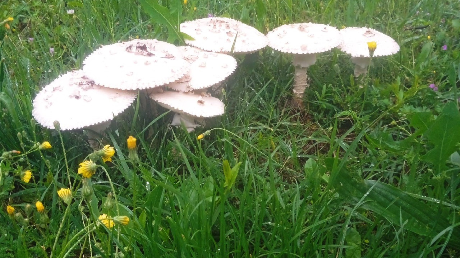 Nelle aiuole della città spuntati molti funghi. L'esperto: "Non mangiateli"