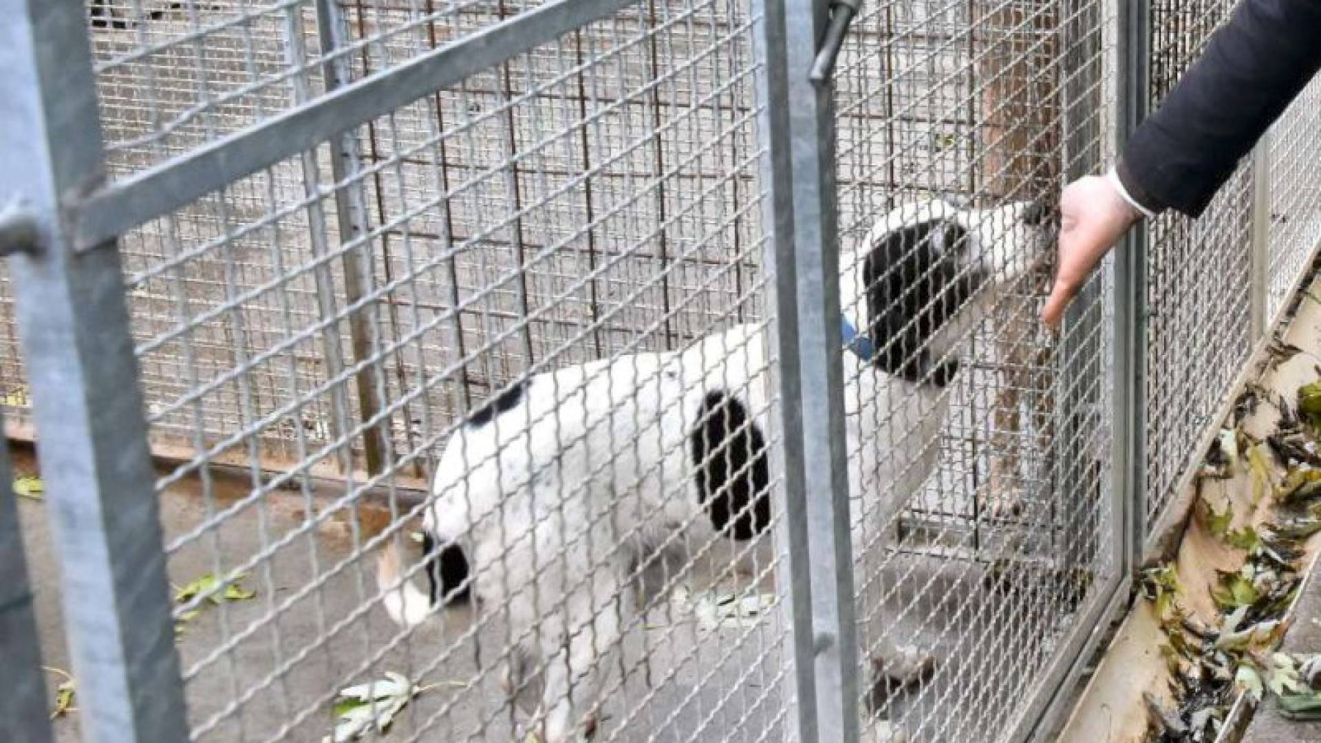 Calano gli abbandoni dei cani ma oltre 200 cercano ancora casa e affetto