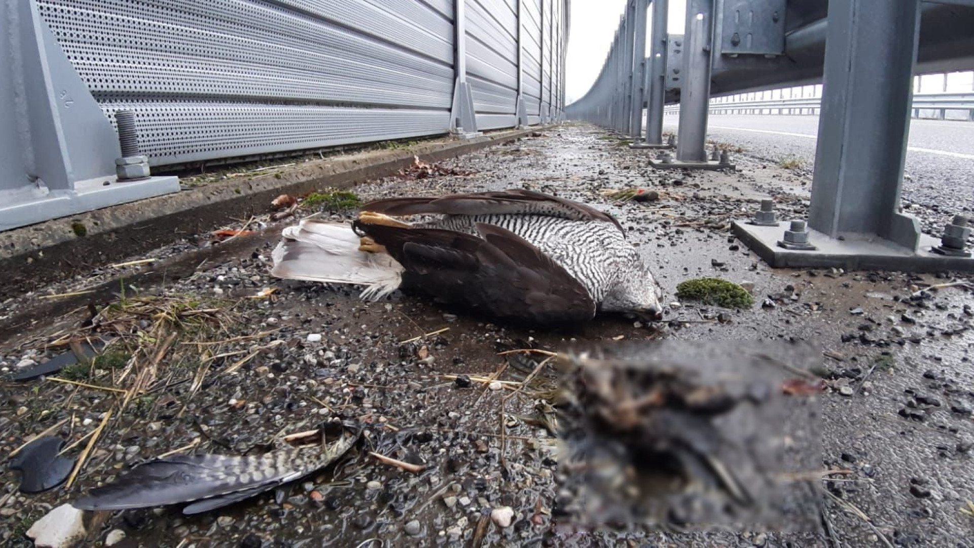 "Strage di uccelli contro i pannelli stradali, attenzione alla Rivergaro-Cernusca"
