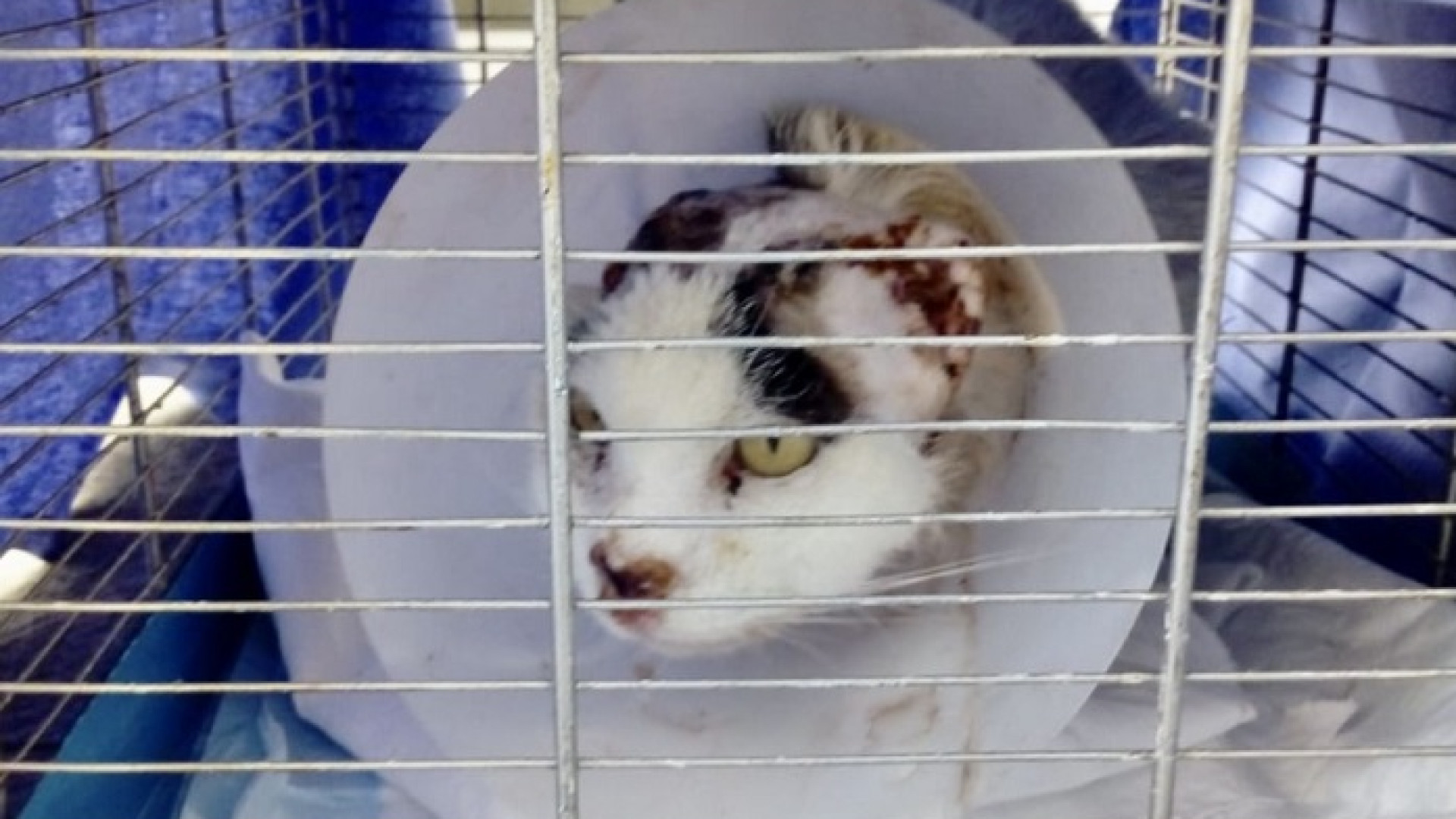 La gatta Virginia ha bisogno di cure: due associazioni lanciano una raccolta fondi
