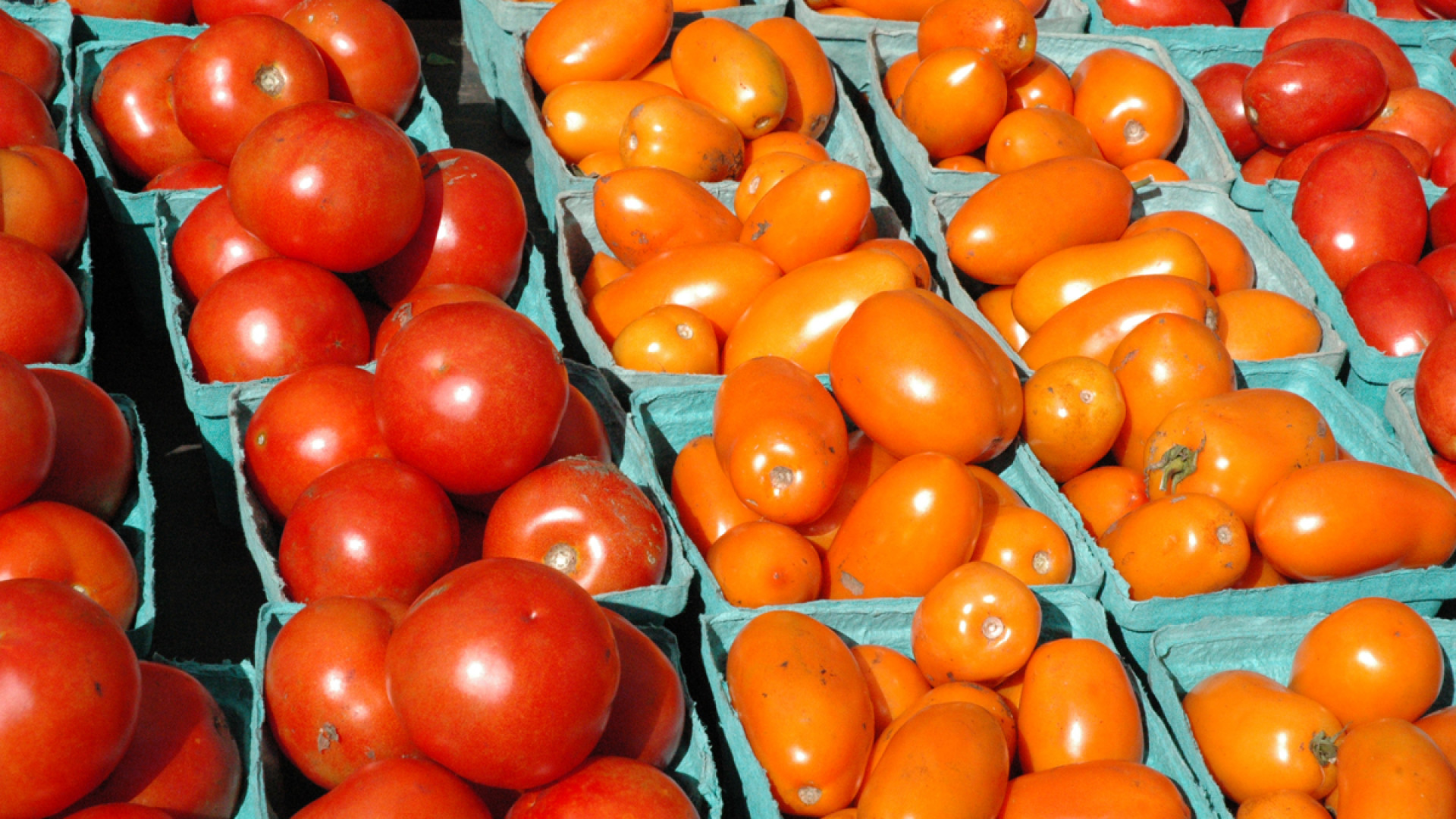 Pomodoro d'industria: firmato l'accordo 2013. Per i produttori aumento del 5%