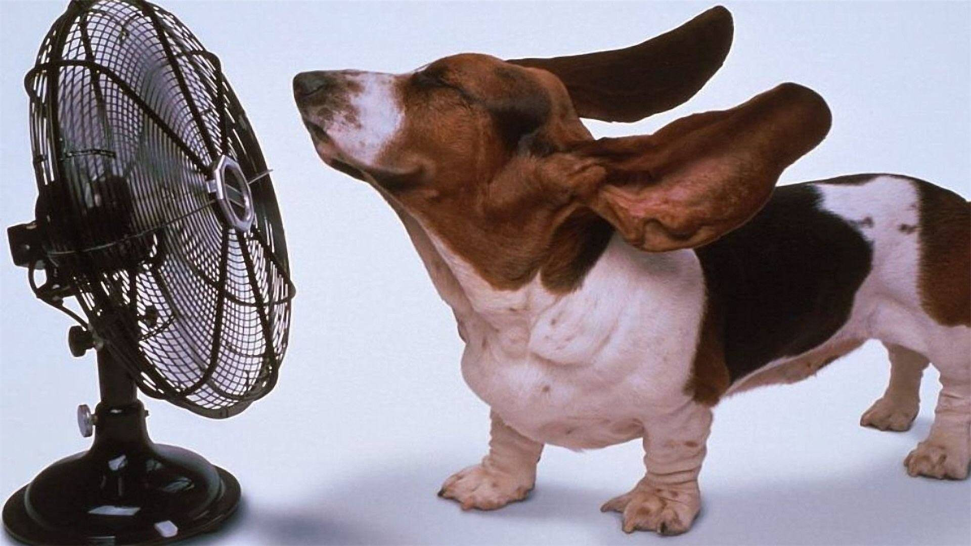 Caldo torrido, condizionatori e ventilatori sold out in molti negozi