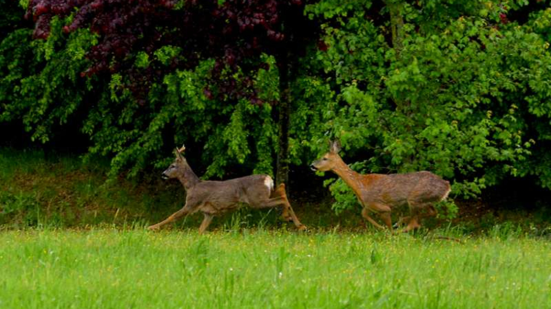 Animali selvatici in città: ecco i due daini nei pressi della tangenziale sud. Le foto