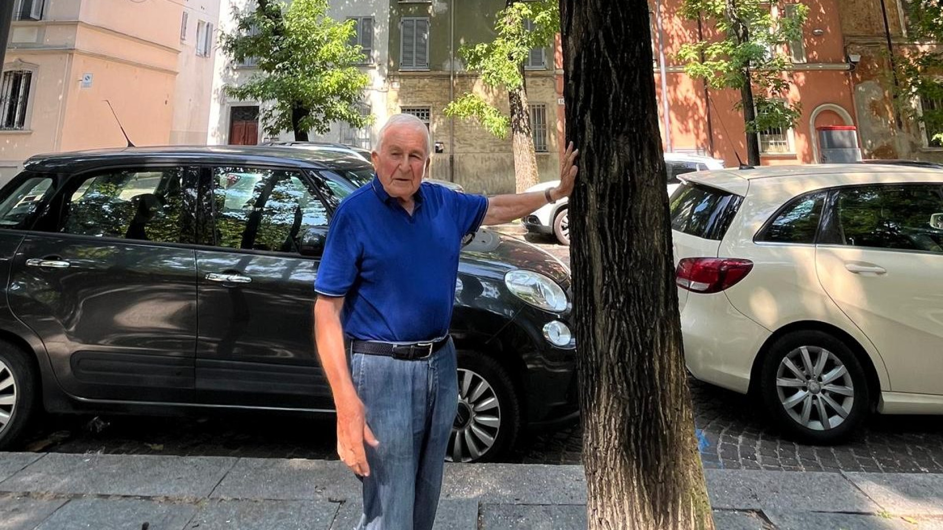 Albero crollato, l'esperto: “Probabile potatura non eseguita bene”