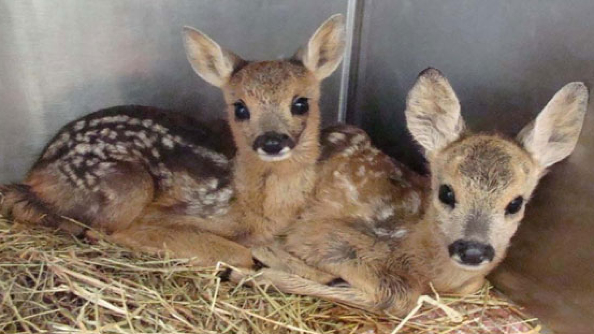 Centro recupero animali selvatici pronto a maggio. Ogni anno 400 "salvataggi"