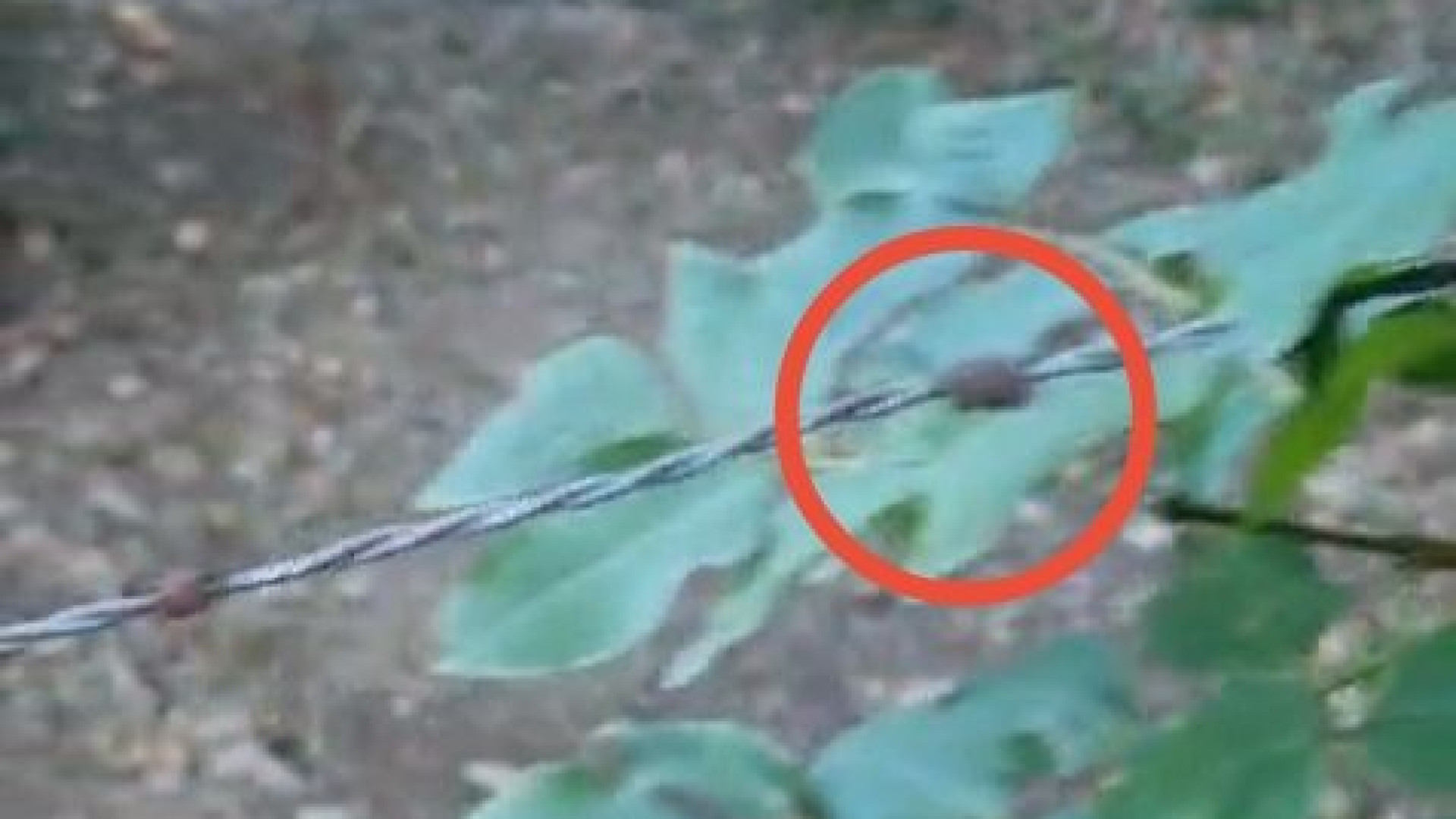 Filo spinato tra alberi sui sentieri di Vernasca: trappola per ciclisti e motociclisti