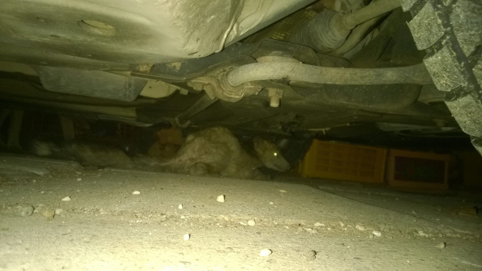 Il freddo si fa sentire, la volpe cerca riparo nel box sotto all’auto