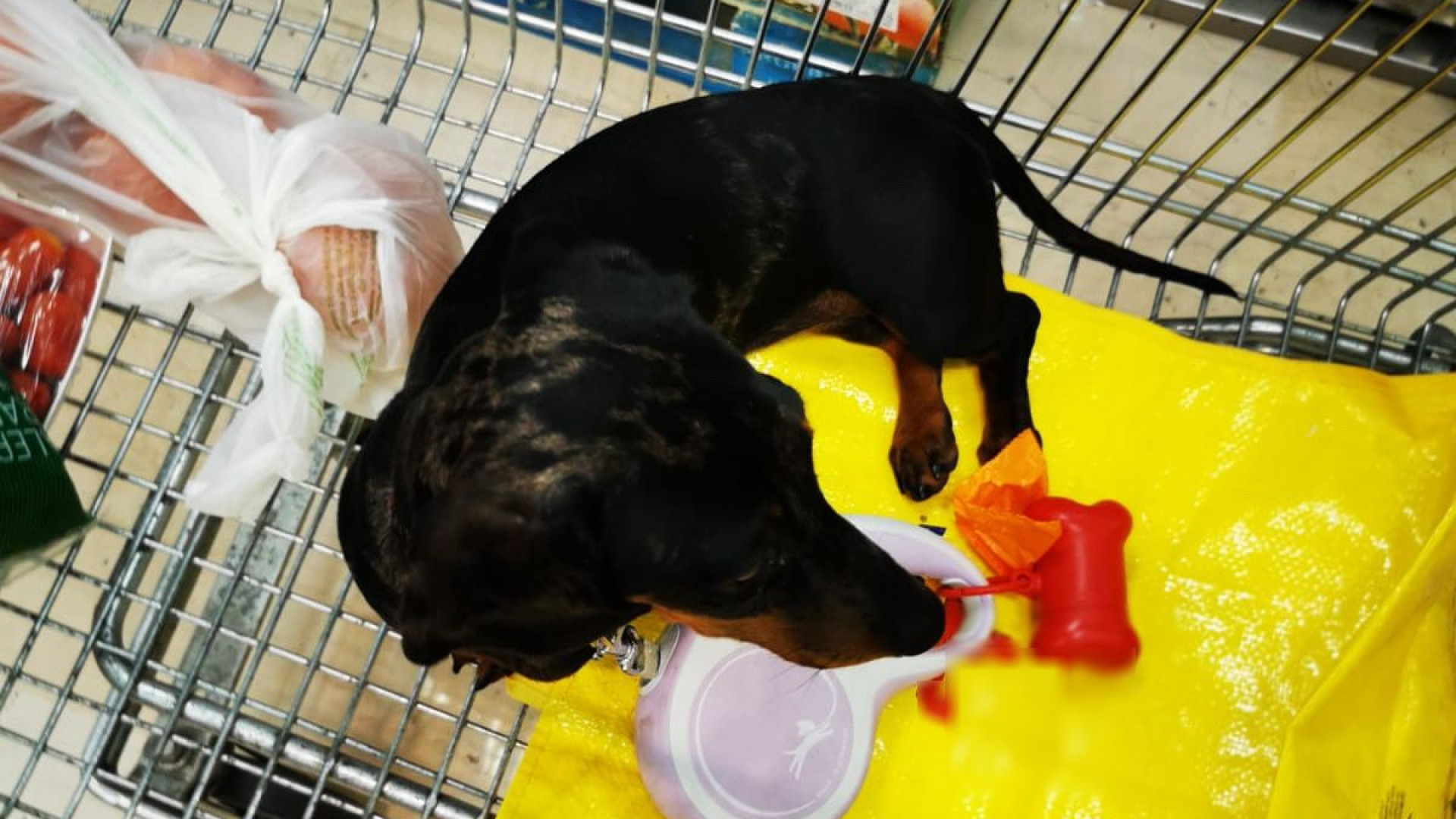 Cani nei supermercati, ok del ministero: "Ma garantire la sicurezza". Piacentini divisi