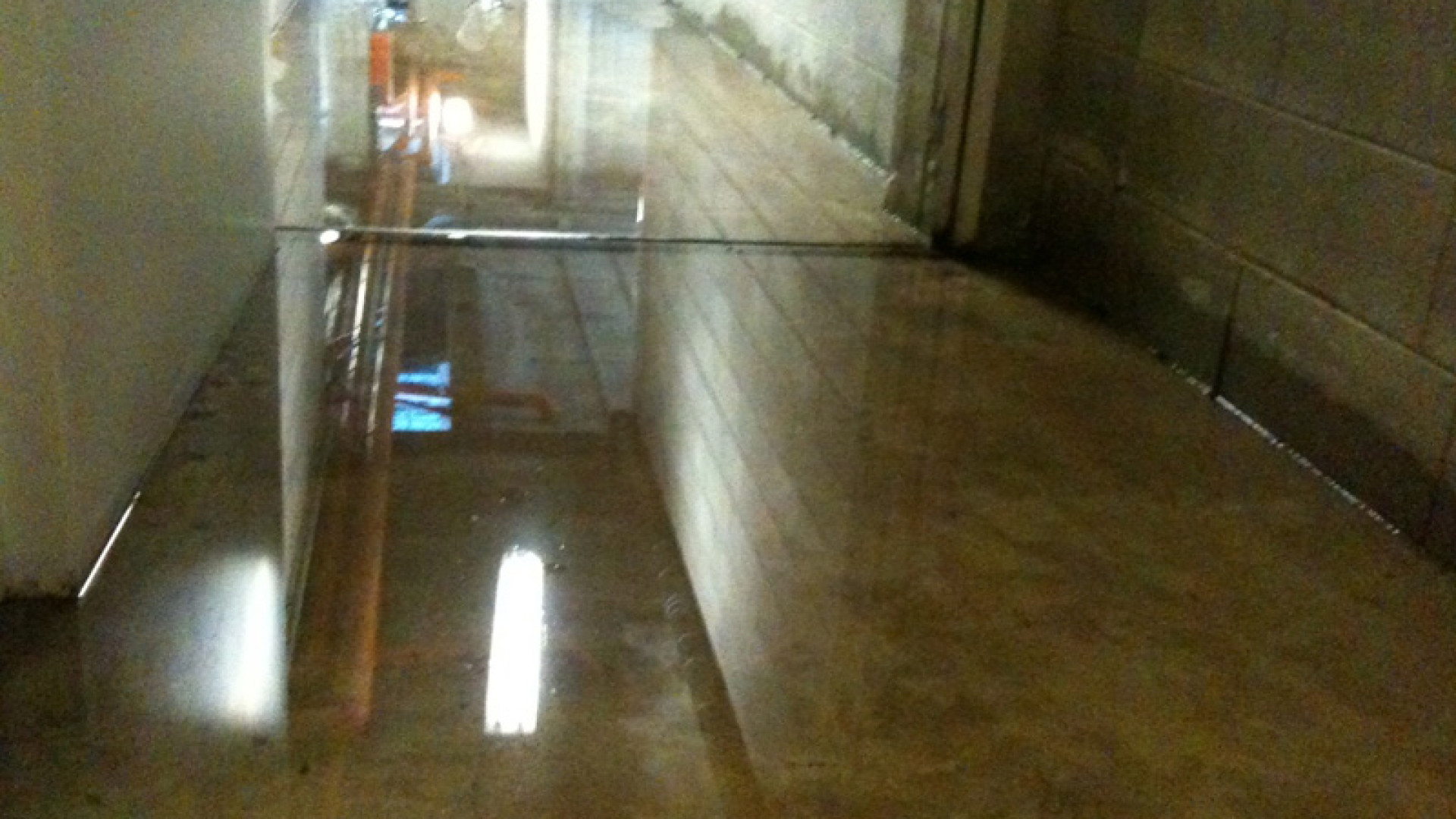 Allagamento in cantina, un cane annega e poi scompare a Fiorenzuola