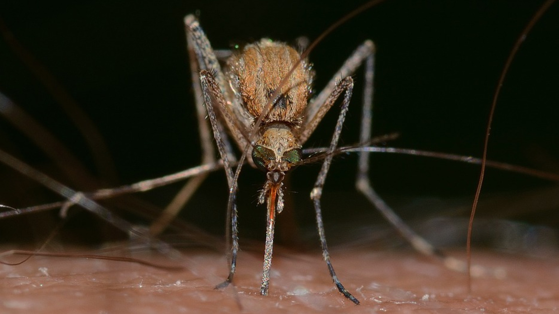Virus Dengue alla Besurica: in arrivo altri interventi di disinfestazione in via Perfetti